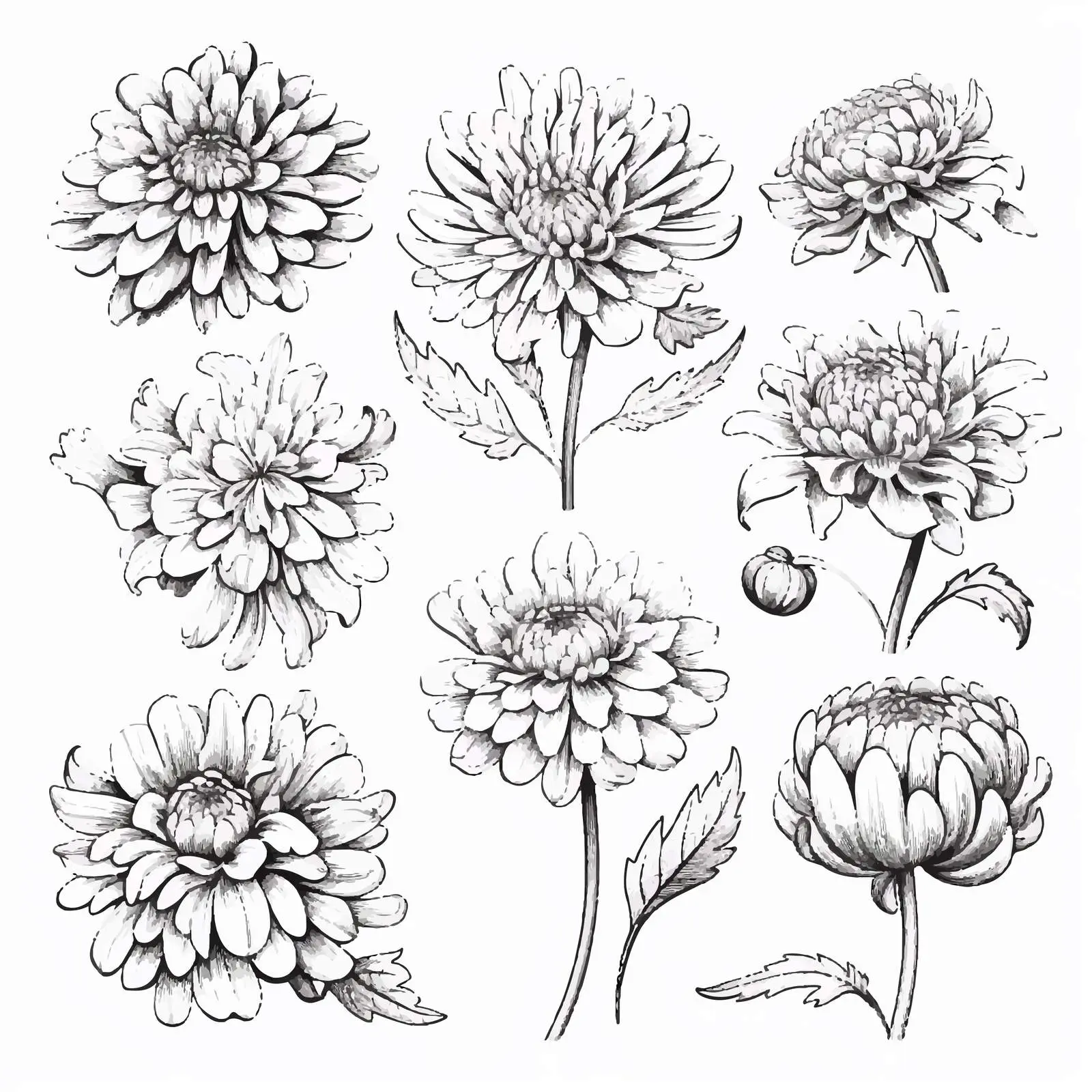Realistic Japanese Chrysanthemum Vector Collection — free download from Dotvec