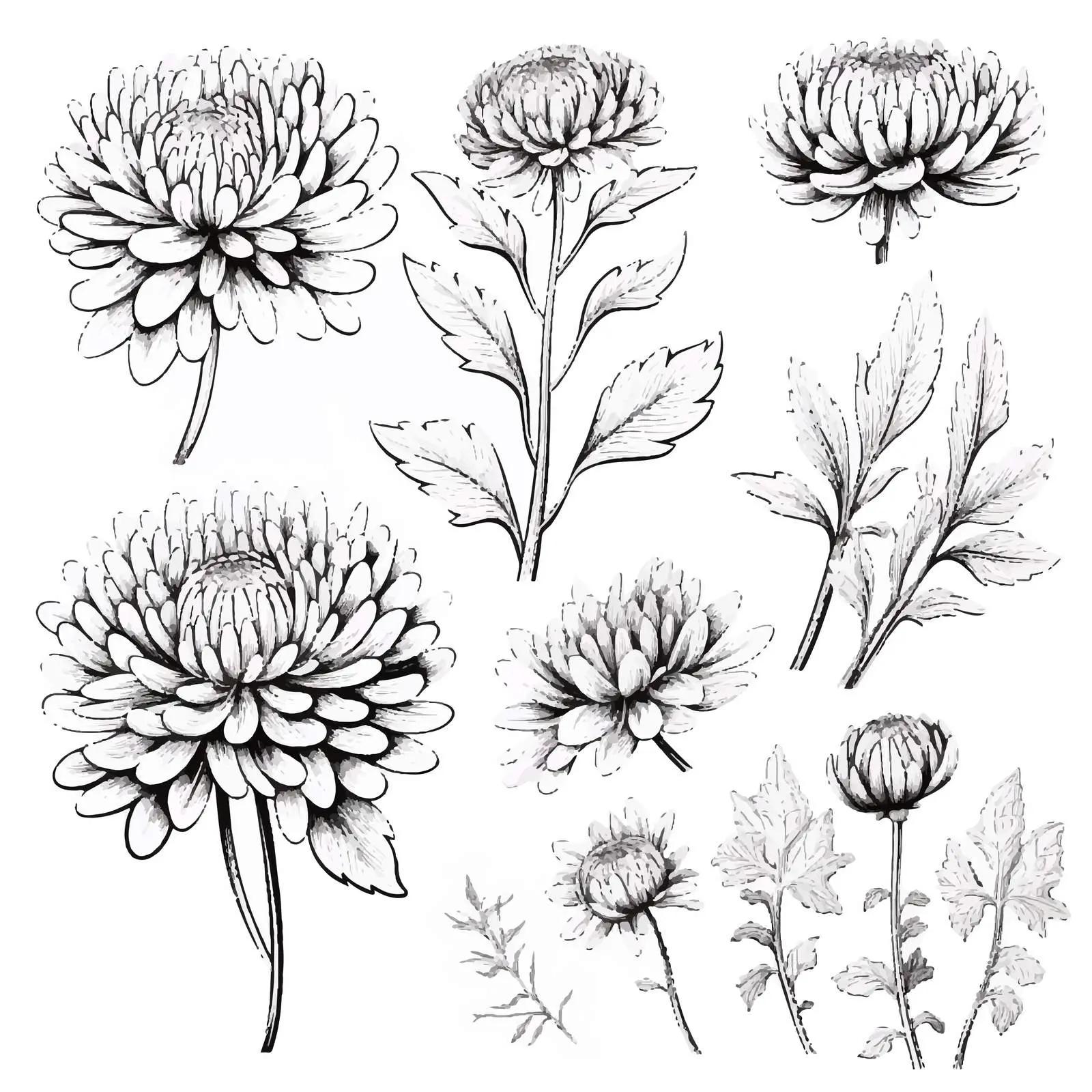 Realistic Japanese Chrysanthemum Vector Set — free download from Dotvec