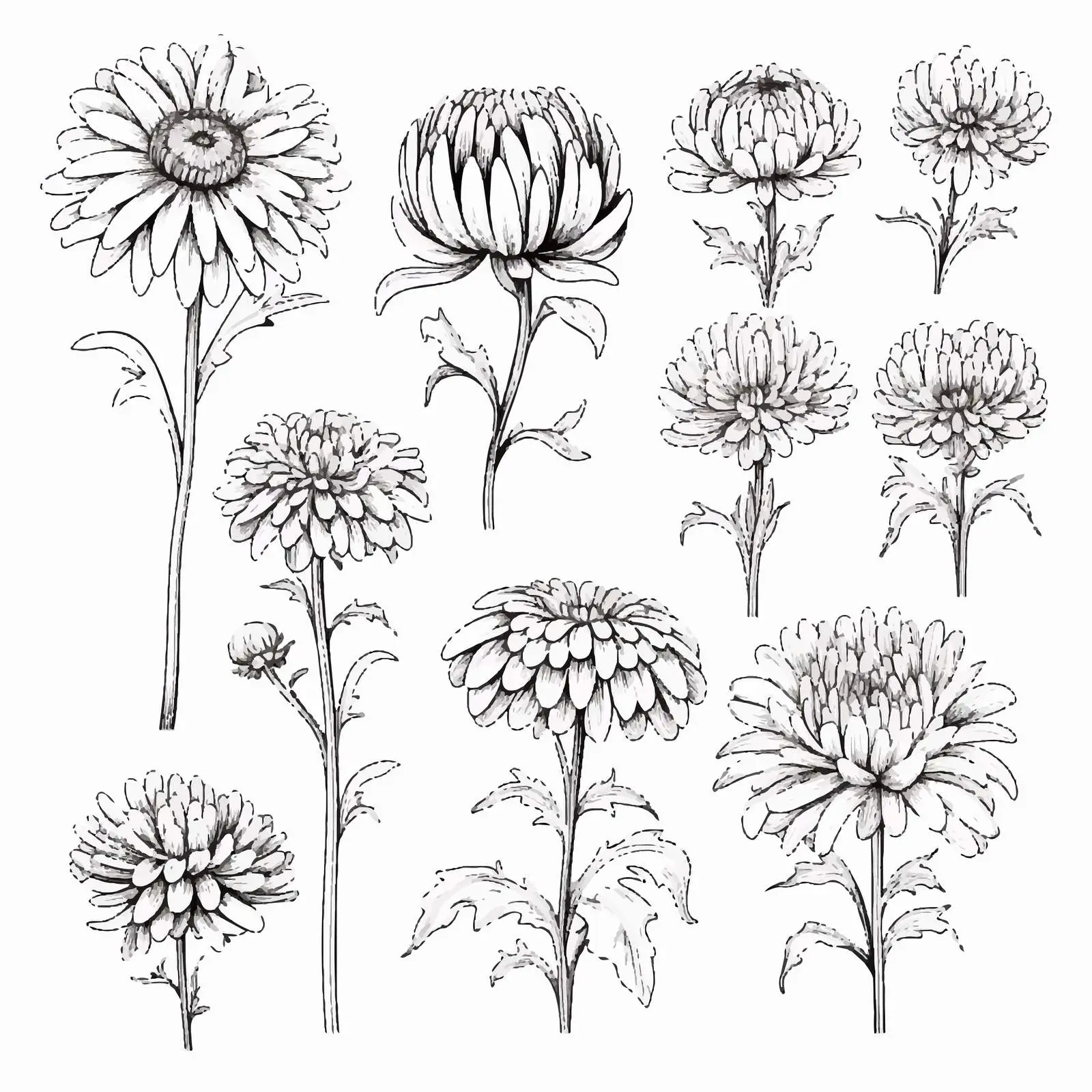 Realistic Contour Japanese Chrysanthemum Vector Set — free download from Dotvec