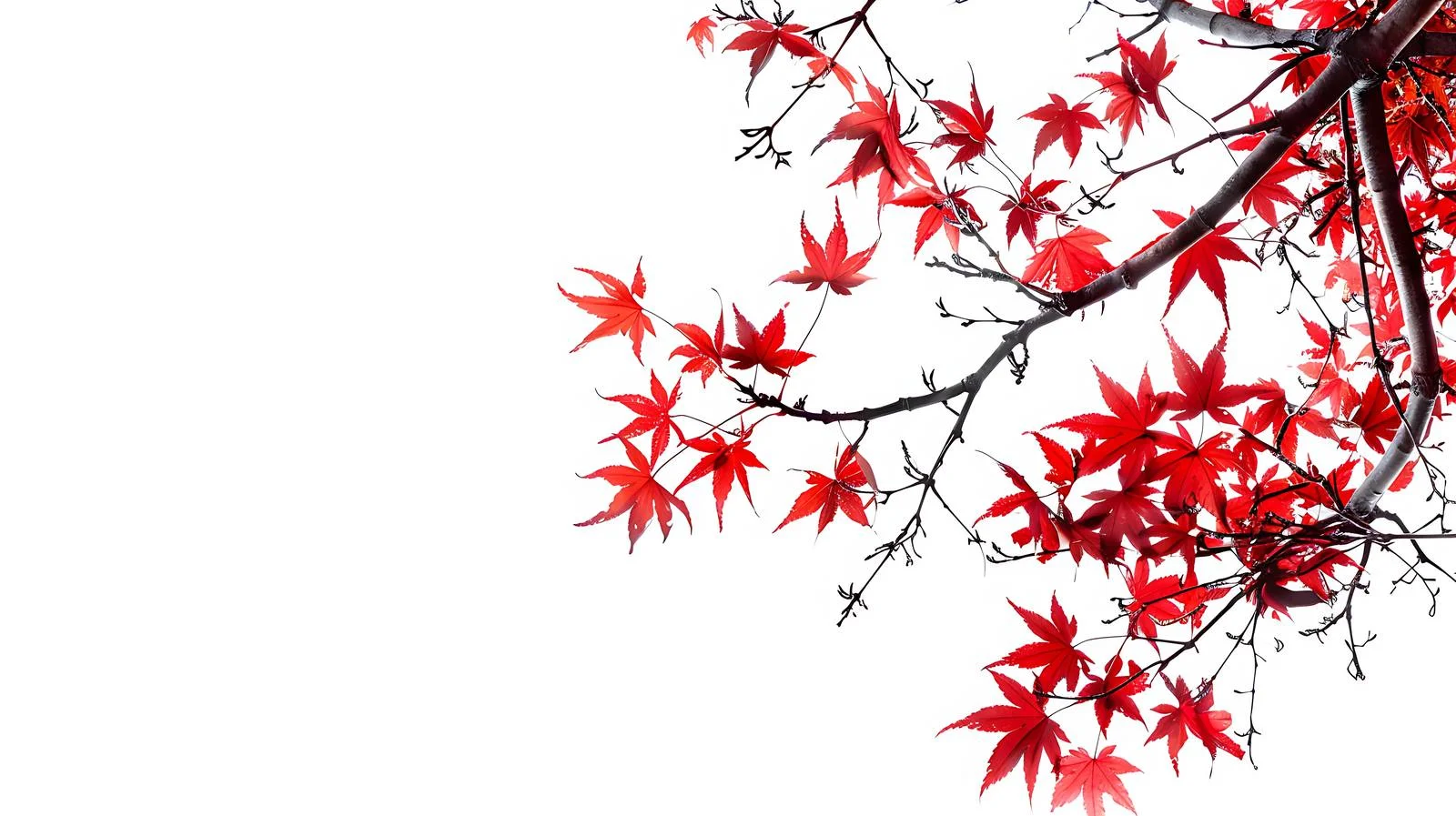 Japanese Red Leaf Season on White — free download from Dotvec