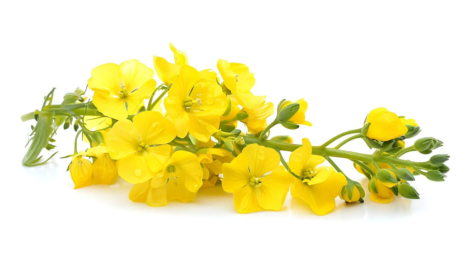Scenic Rapeseed Flower Landscape in Jiangxi — free download from Dotvec