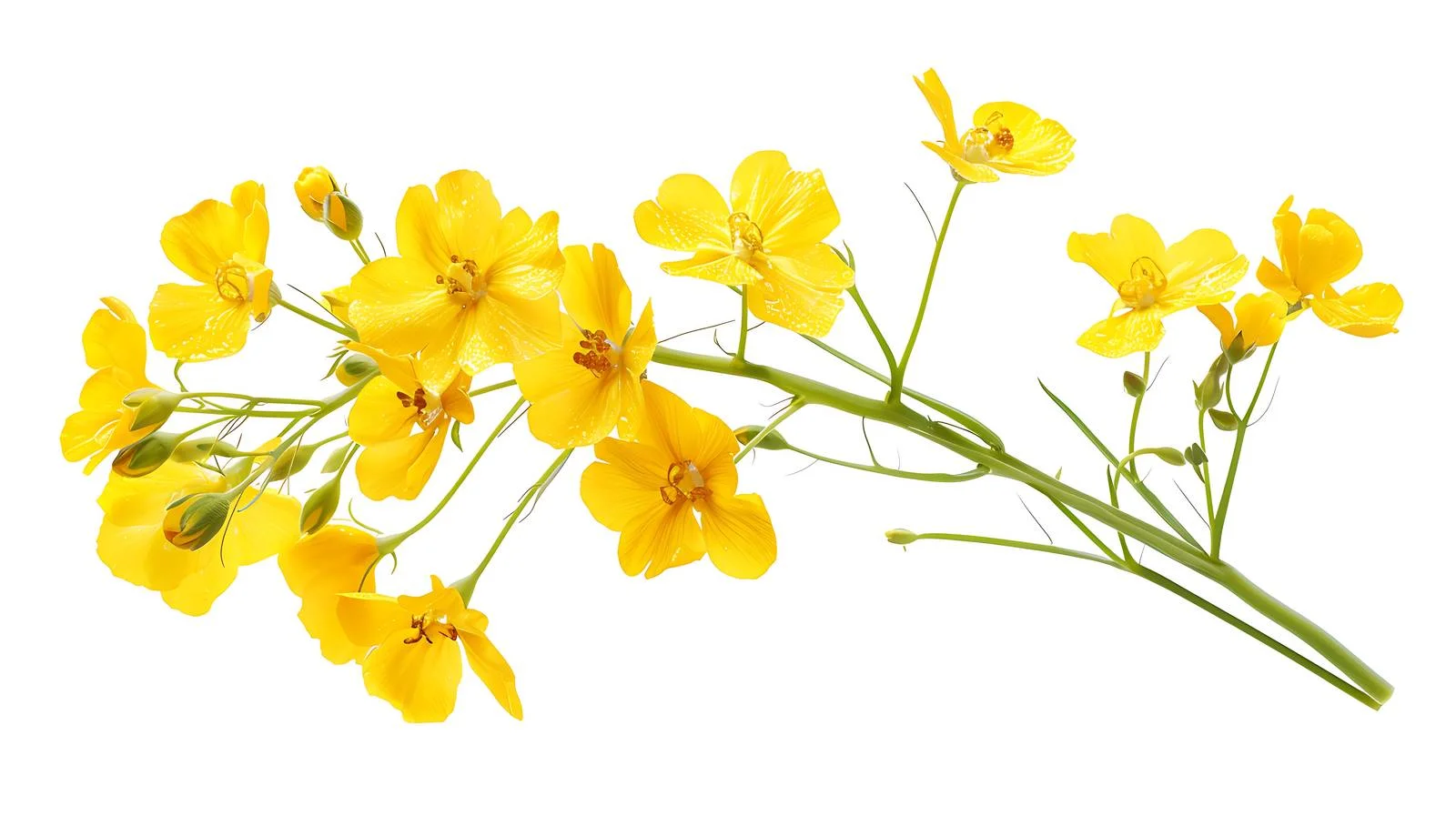 Serene Rapeseed Flower Field Landscape — free download from Dotvec