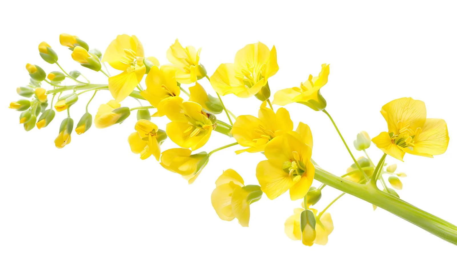 Wuyuan Rapeseed Flower Style — free download from Dotvec