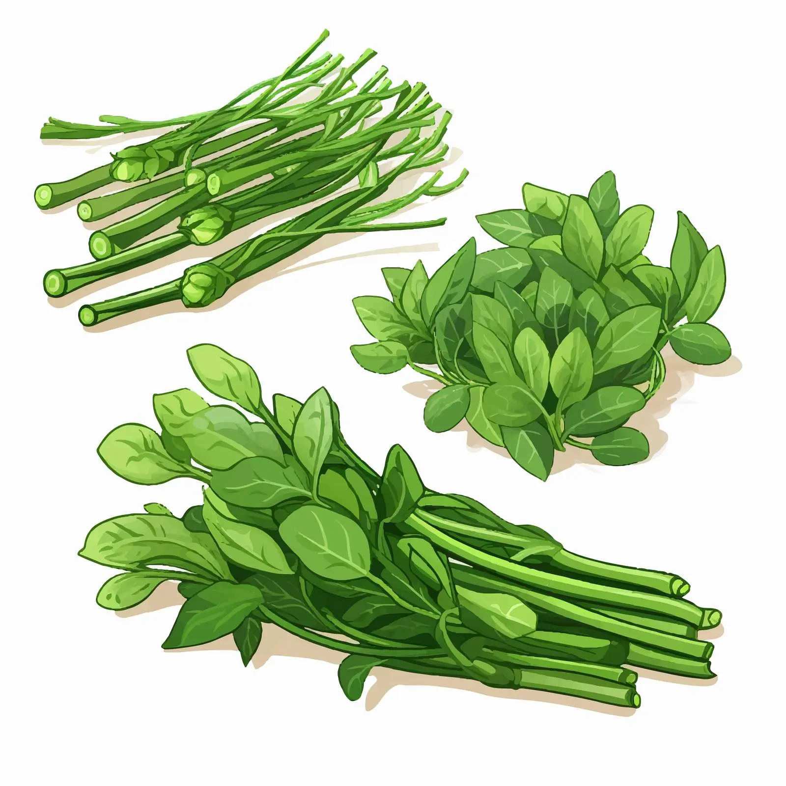 Isolated Kangkung Vegetable Vector Illustration — free download from Dotvec