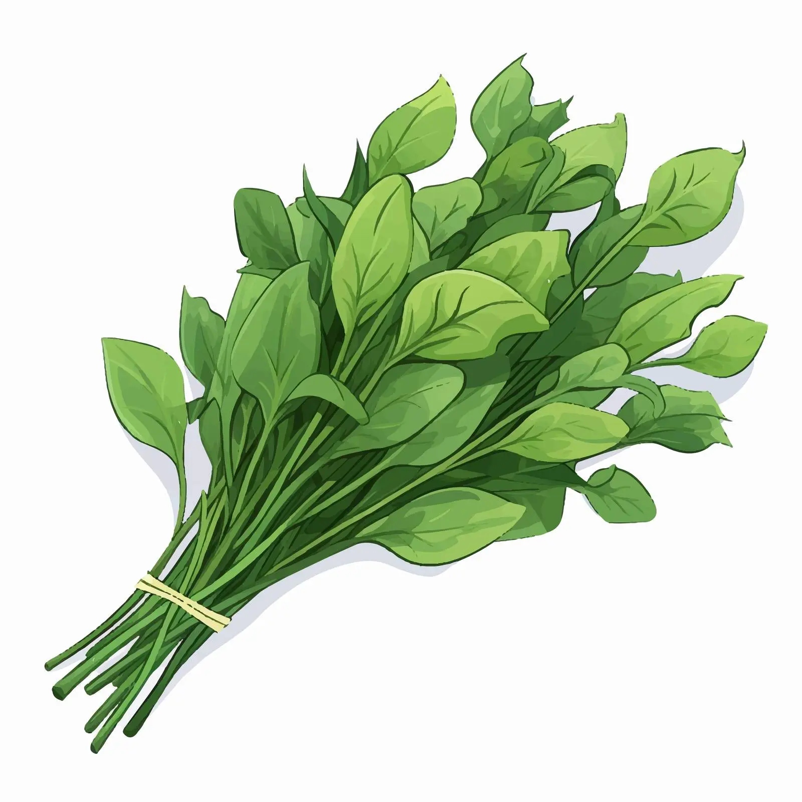 Isolated Kangkung Vector Illustration on White Background — free download from Dotvec