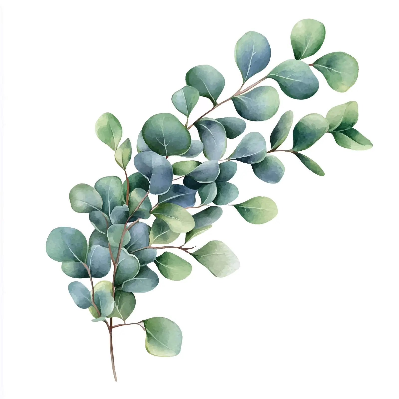 Eucalyptus Leaves Watercolor Bouquet Clipart — free download from Dotvec