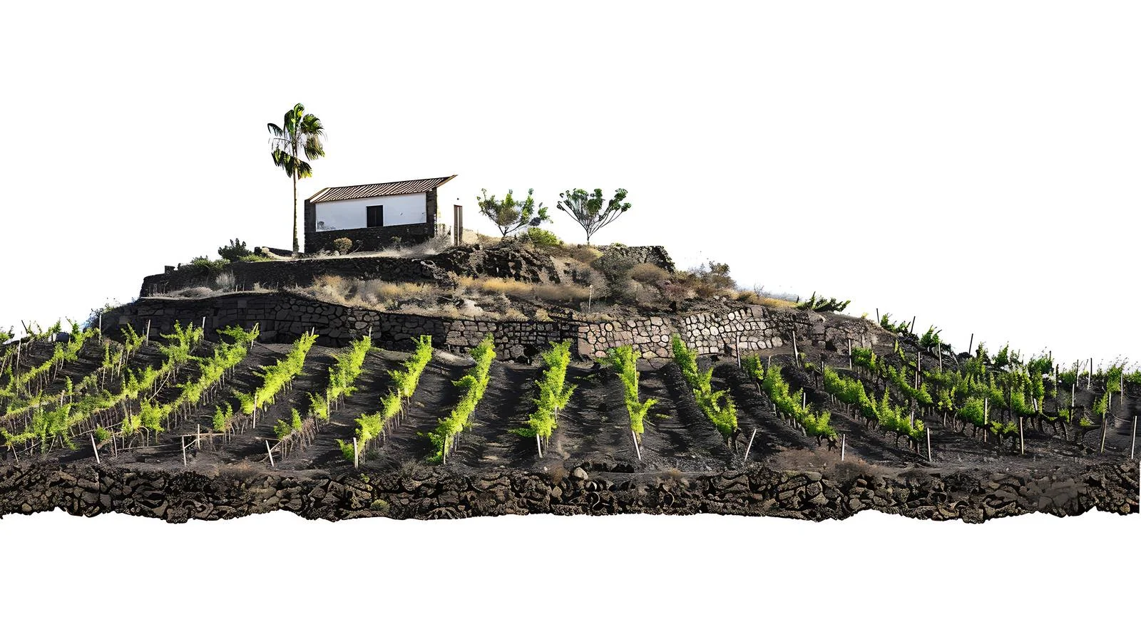 Lanzarote Wine Plantation with Traditional Charm — free download from Dotvec