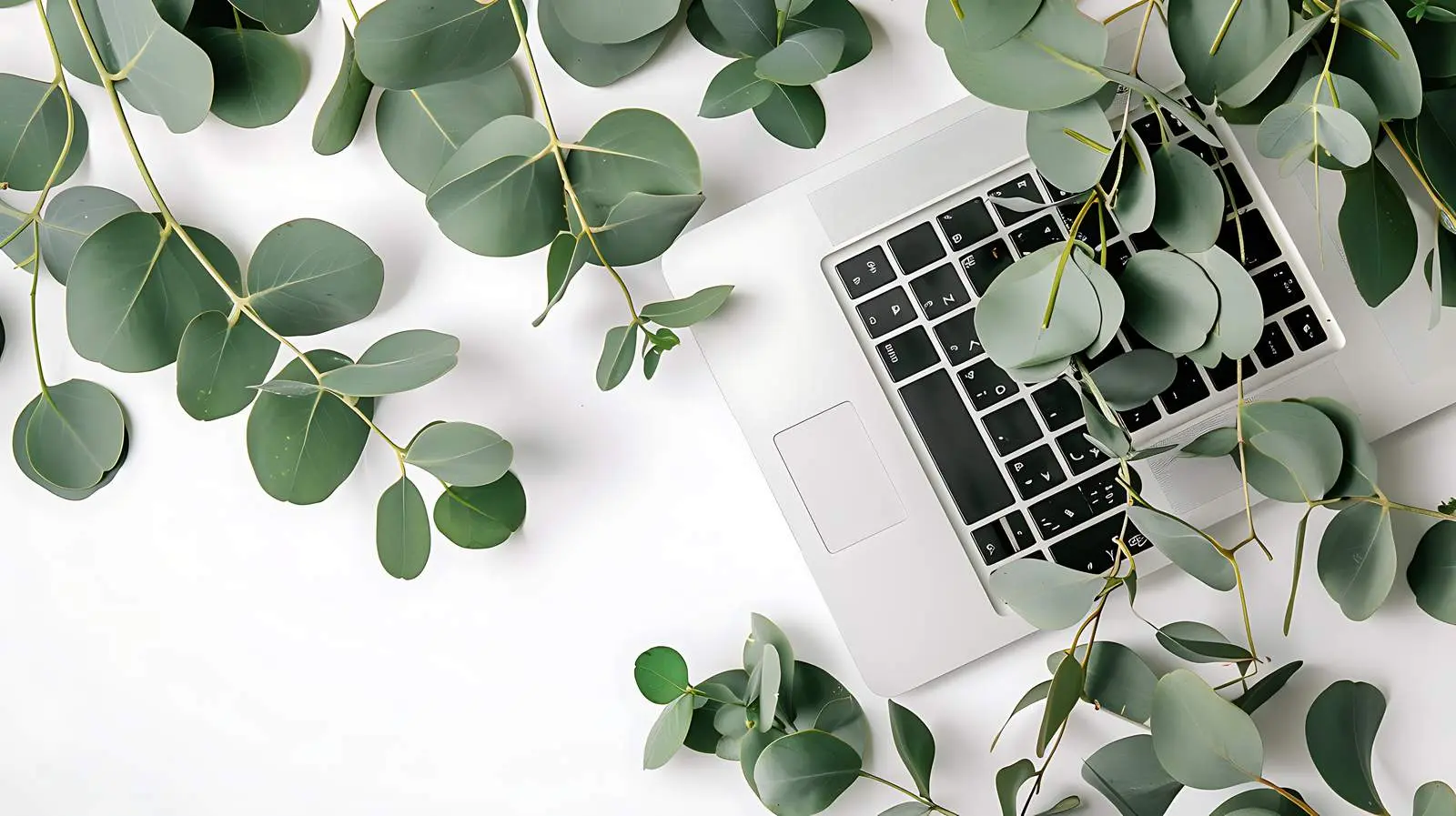 Minimalist Business Laptop with Eucalyptus Flat Lay — free download from Dotvec