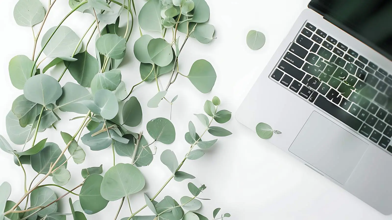 Minimal Laptop and Eucalyptus Flat Lay Scene — free download from Dotvec
