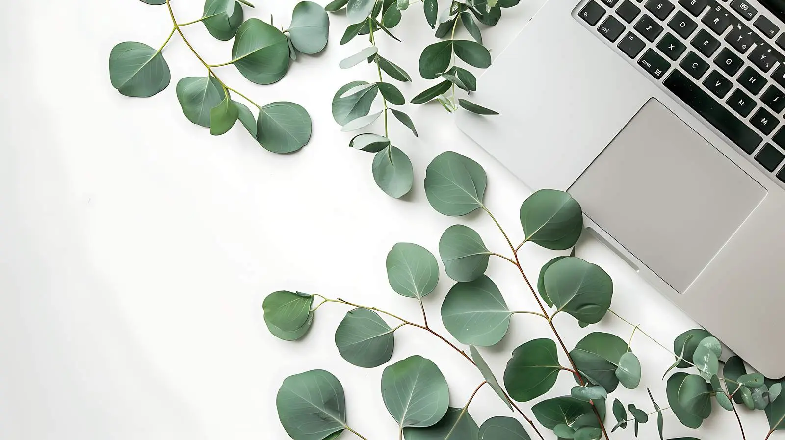 Minimalist Business Laptop and Eucalyptus Flat Lay — free download from Dotvec