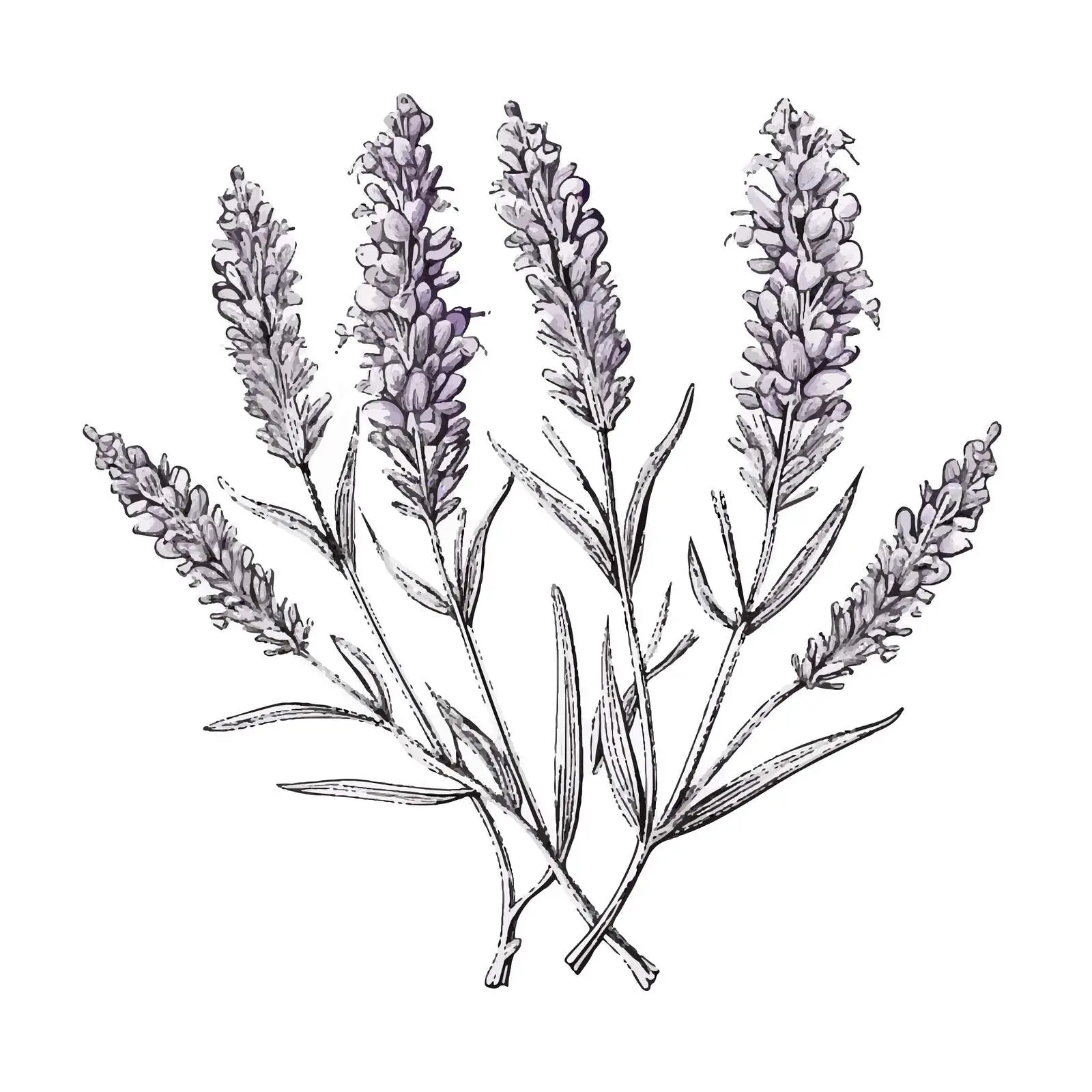 Lavender Branch Etched Botanical Drawing – free botanical graphics image from Dotvec