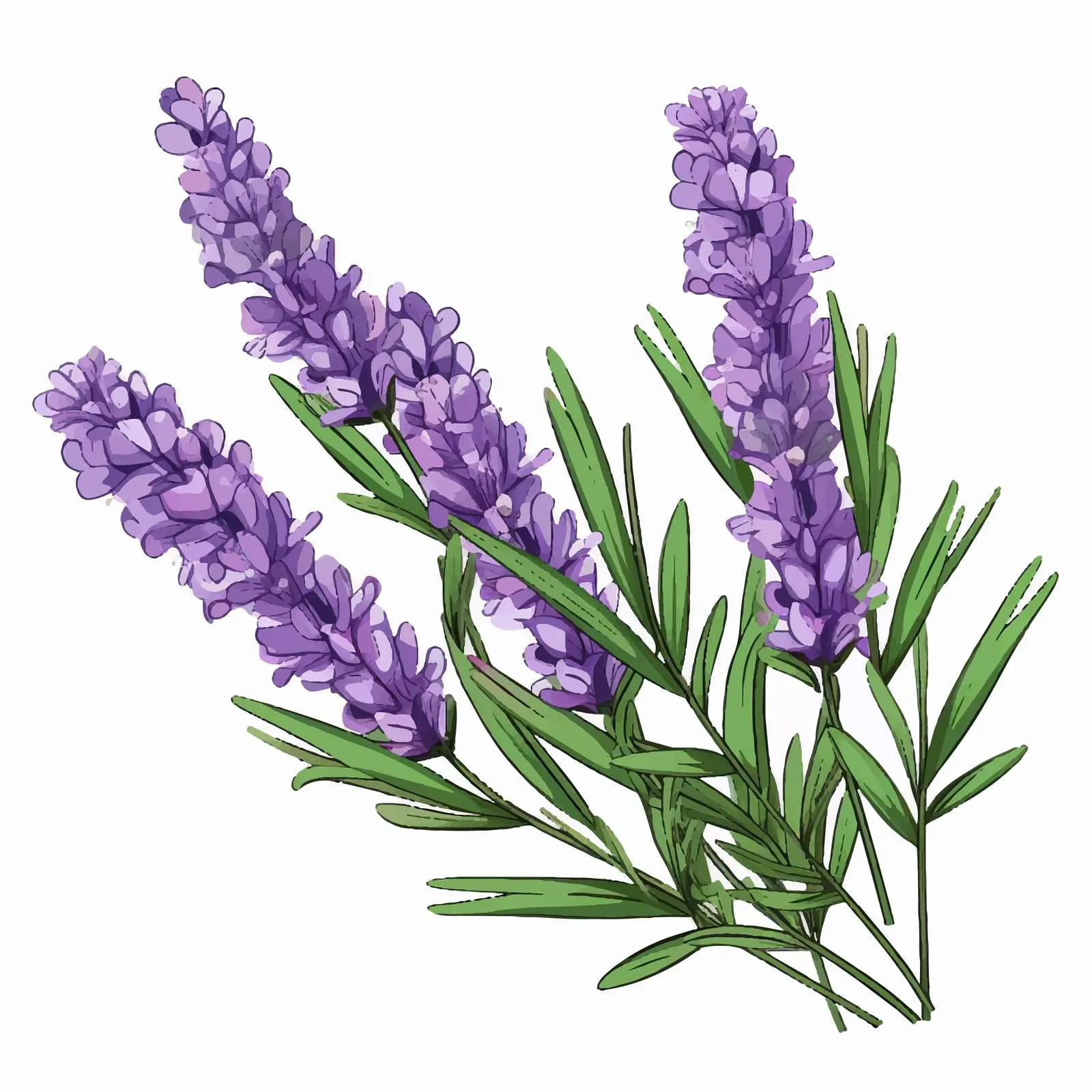 French Lavender Flowers in Full Bloom – free essential oils image from Dotvec