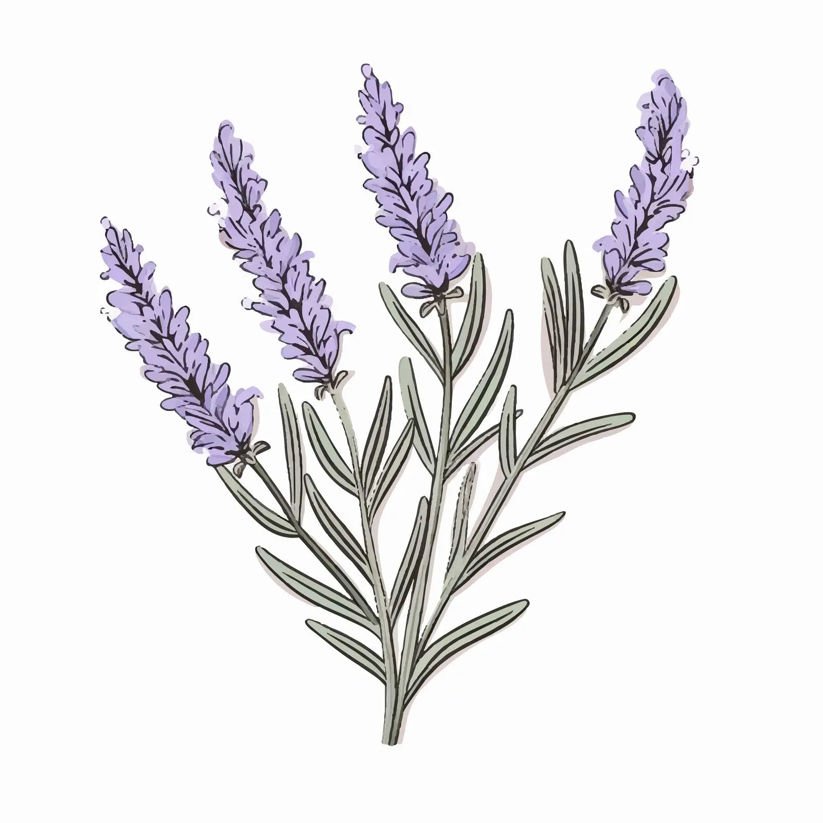 Lavender French Flower Sketch Vector Illustration — free download from Dotvec