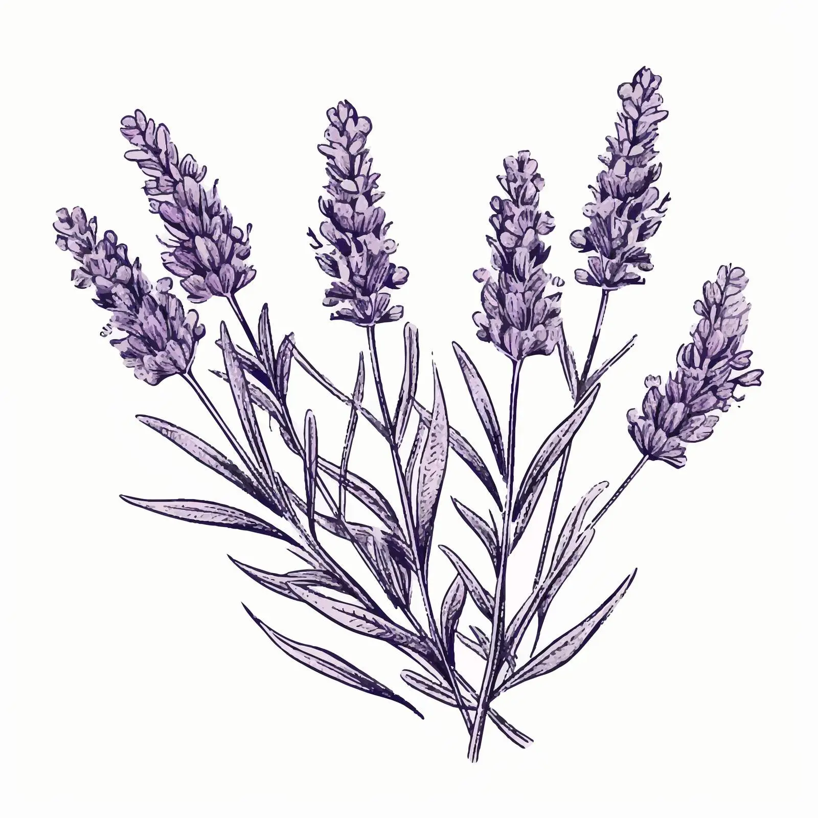 Outlined Lavender Flowers from French Provence — free download from Dotvec