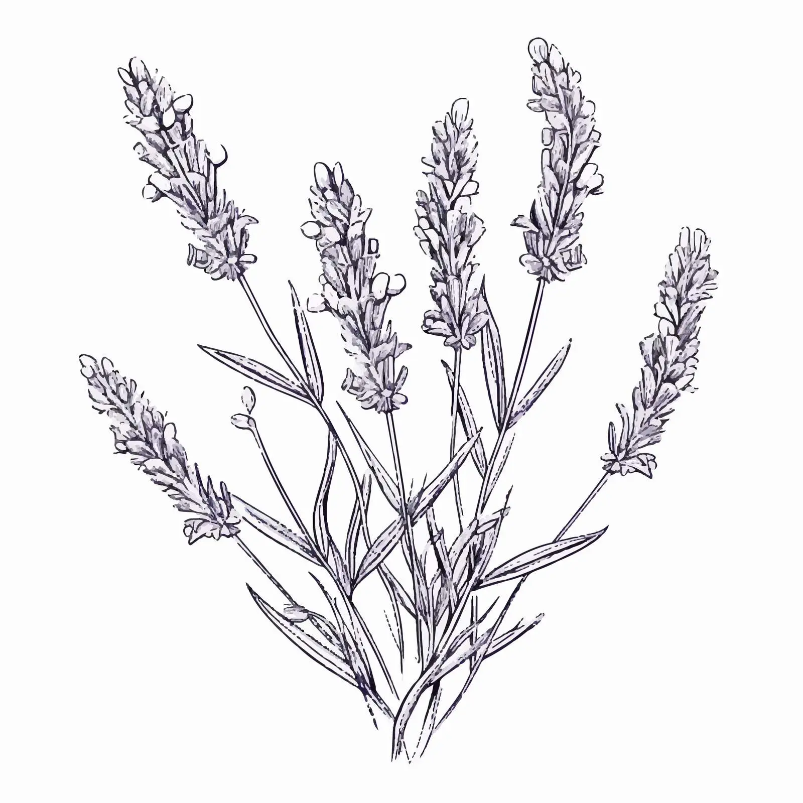 Outlined Lavender Flowers in French Provence — free download from Dotvec