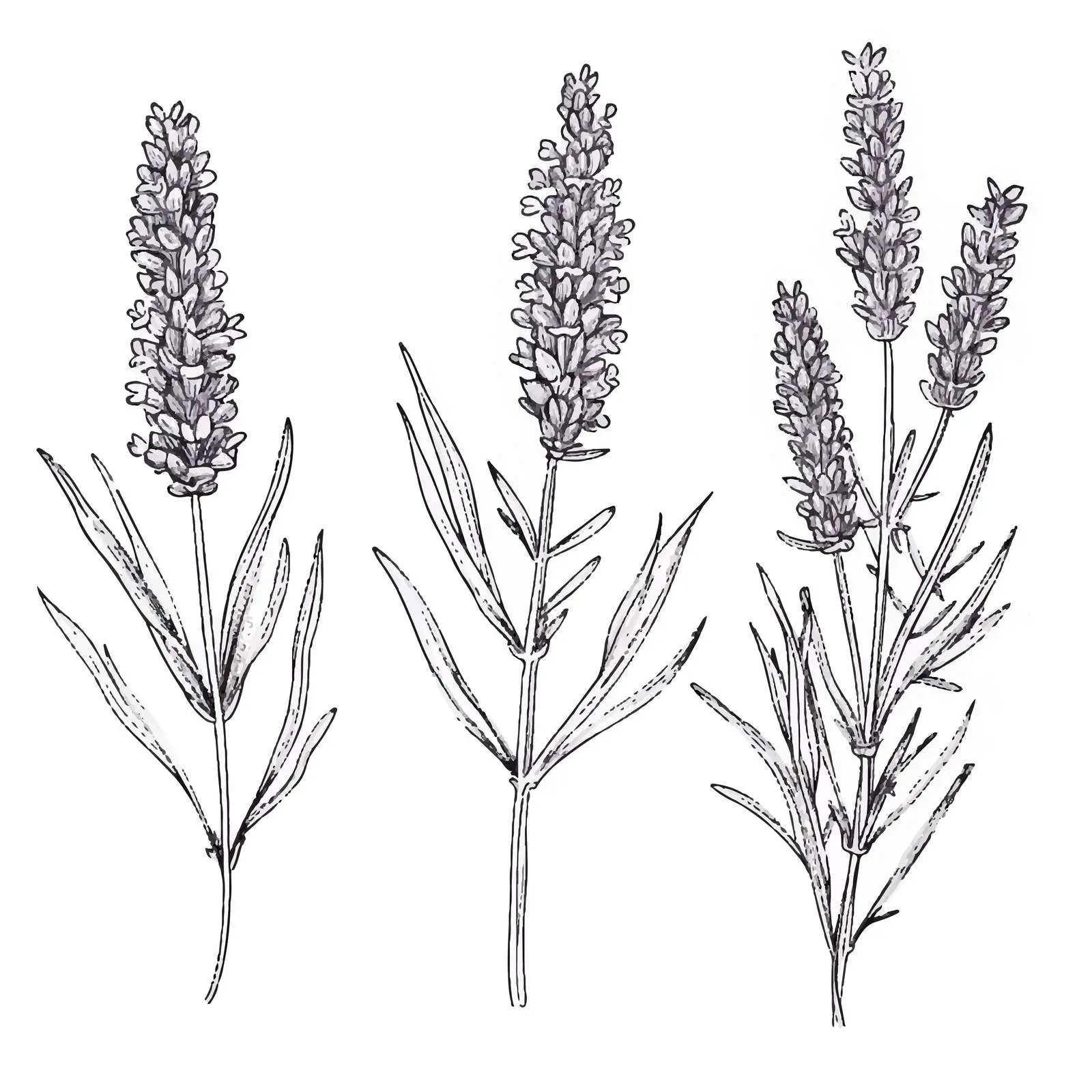 Lavender Flowers Vector Art from French Provence — free download from Dotvec
