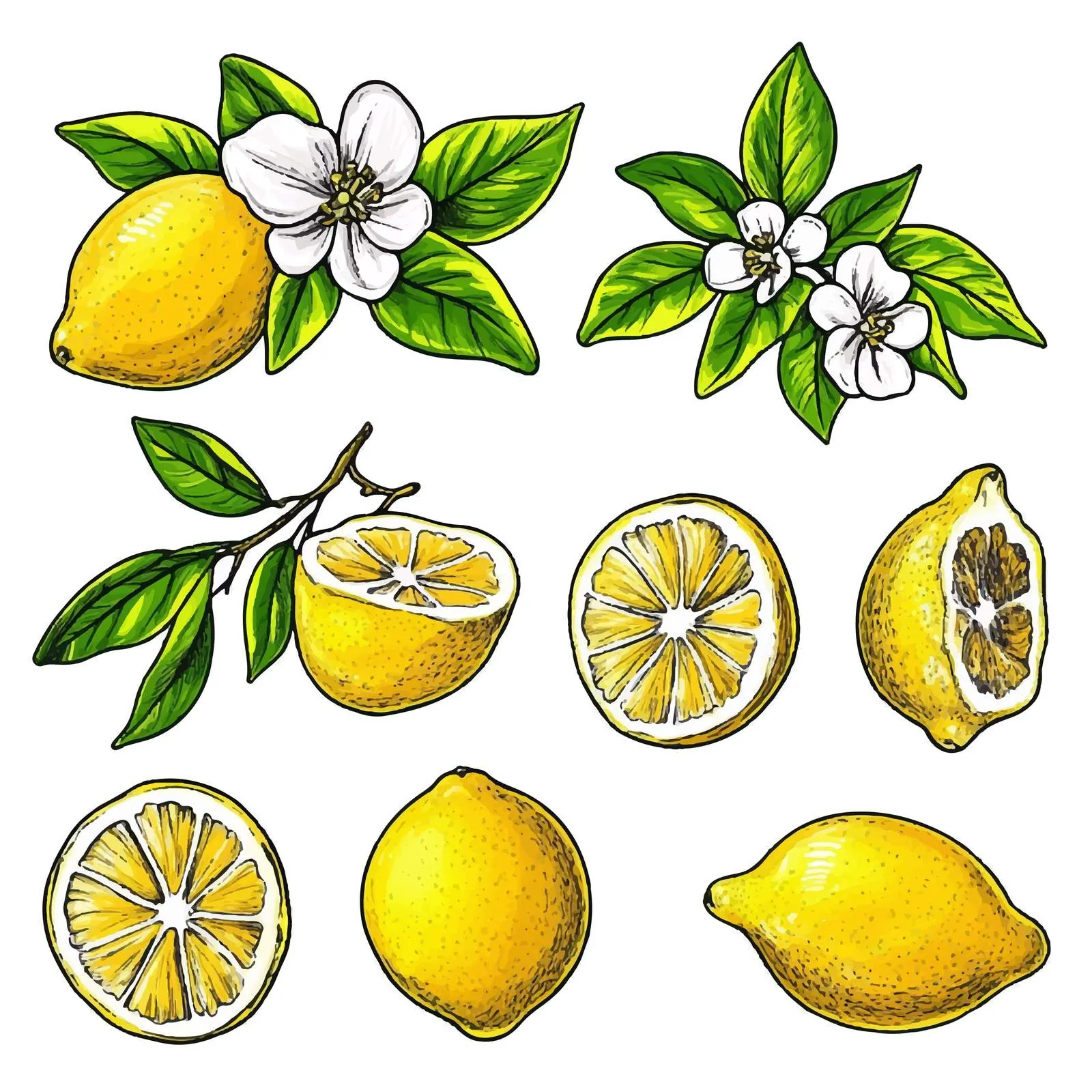 Lemons Citrus Set - Whole and Cut — free download from Dotvec
