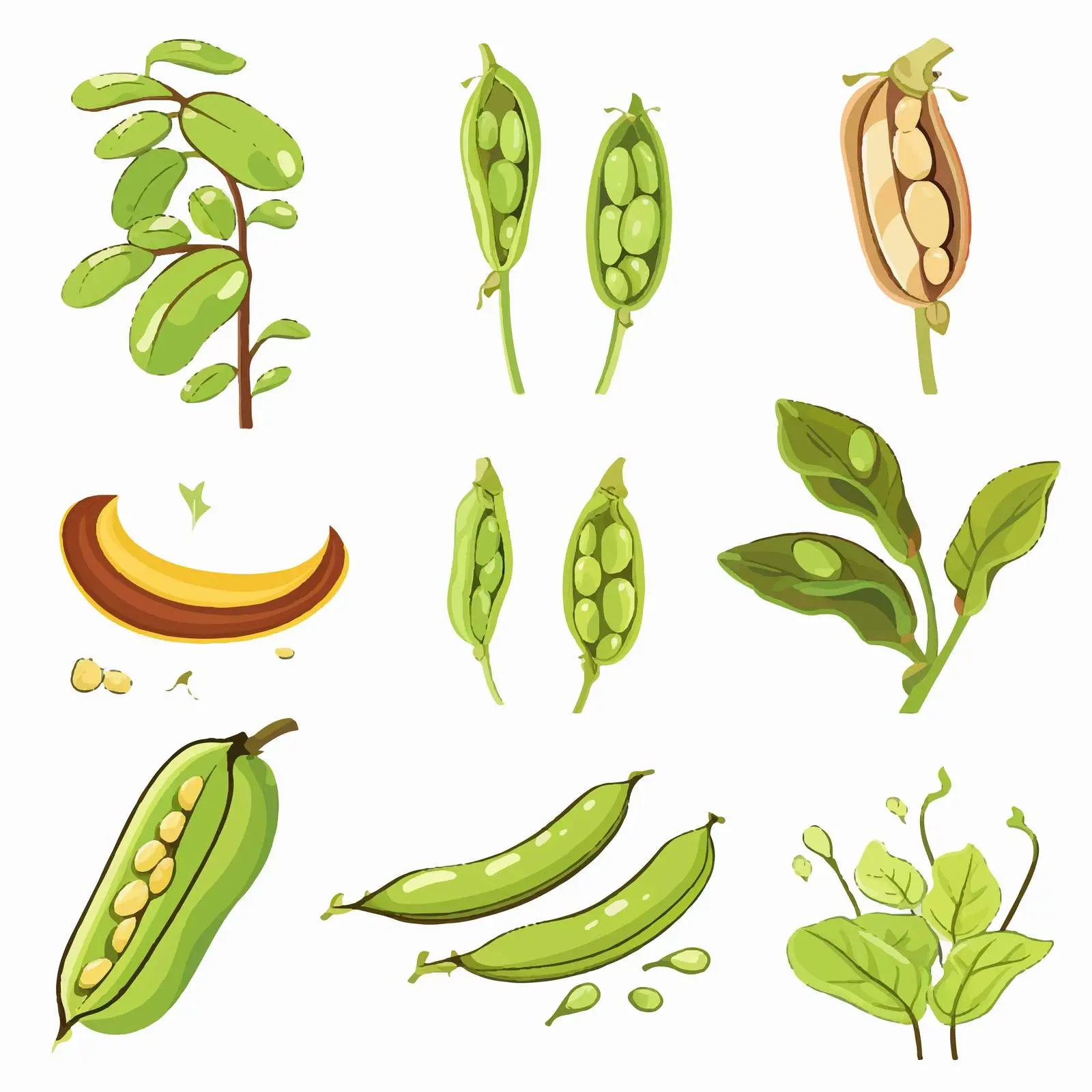 Bean Plant Life Cycle Diagram for Education – free biology class image from Dotvec