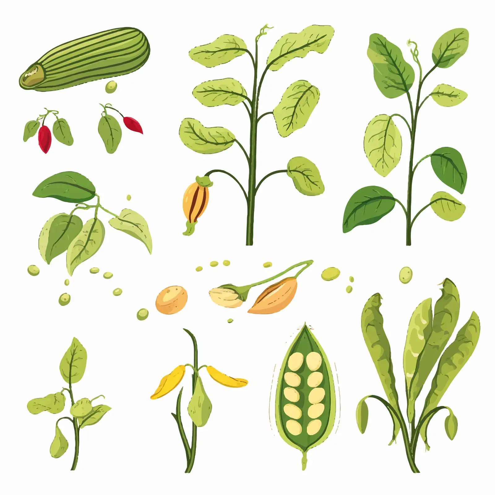 Bean Plant Life Cycle Educational Diagram — free download from Dotvec