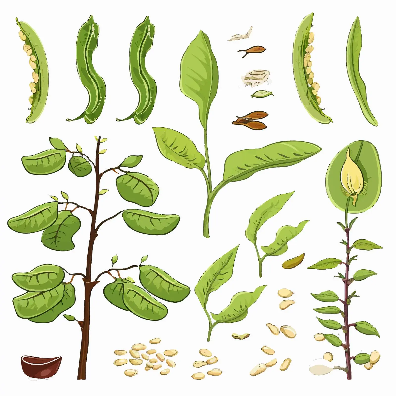 Bean Plant Life Cycle Diagram for Education — free download from Dotvec