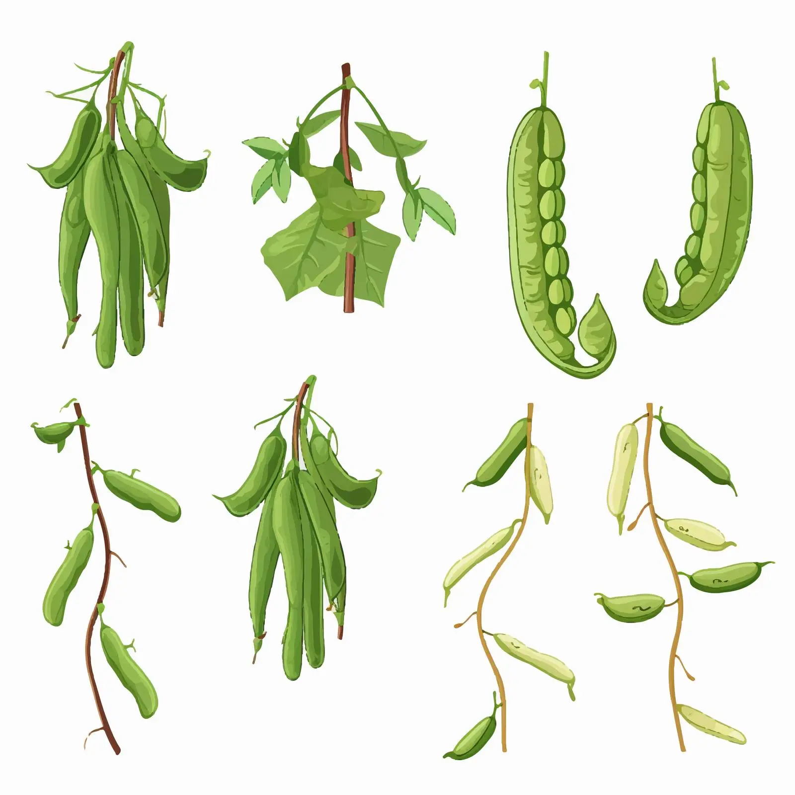 Life Cycle of Green Bean Illustration – free plant development image from Dotvec