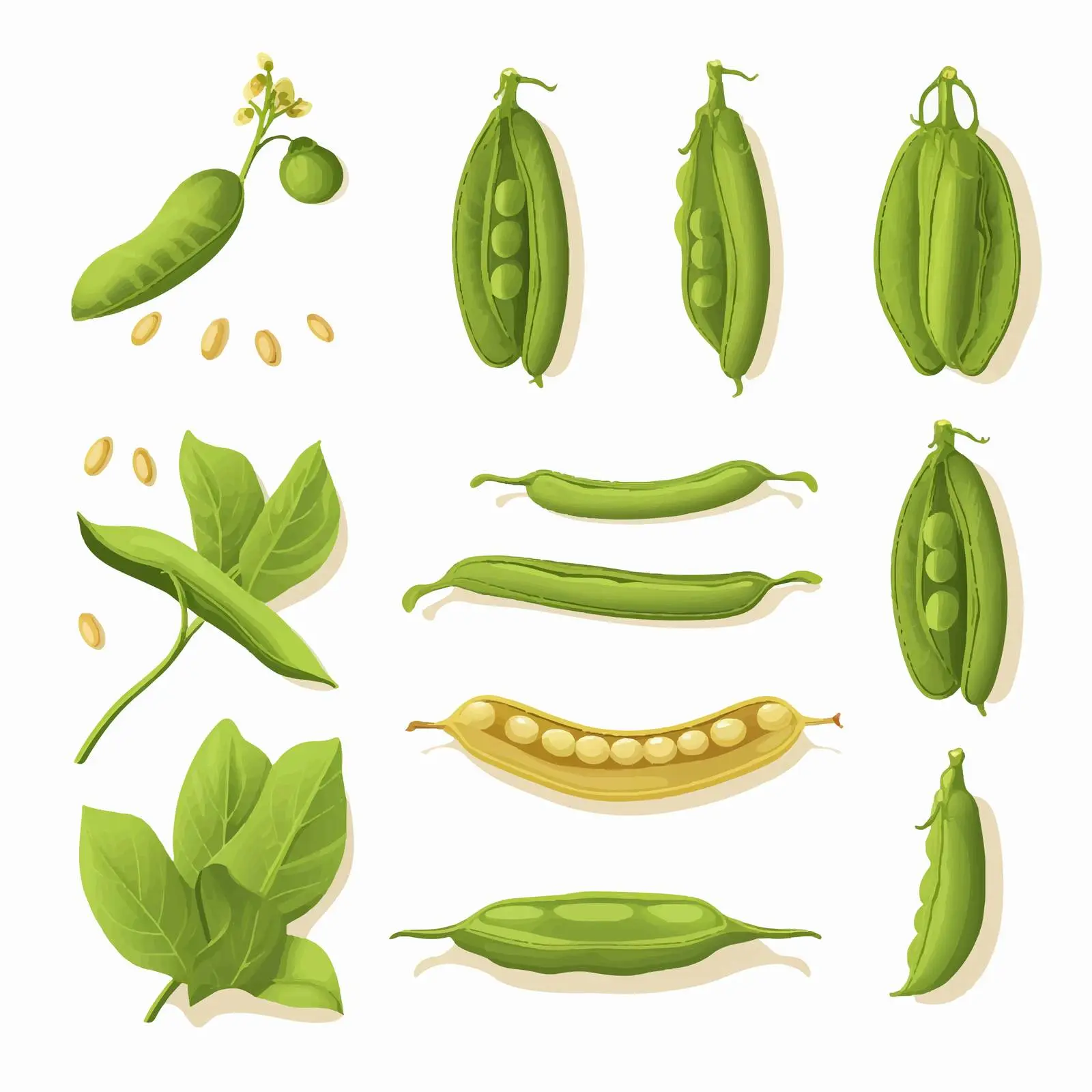 Green Bean Life Cycle Vector Illustration — free download from Dotvec
