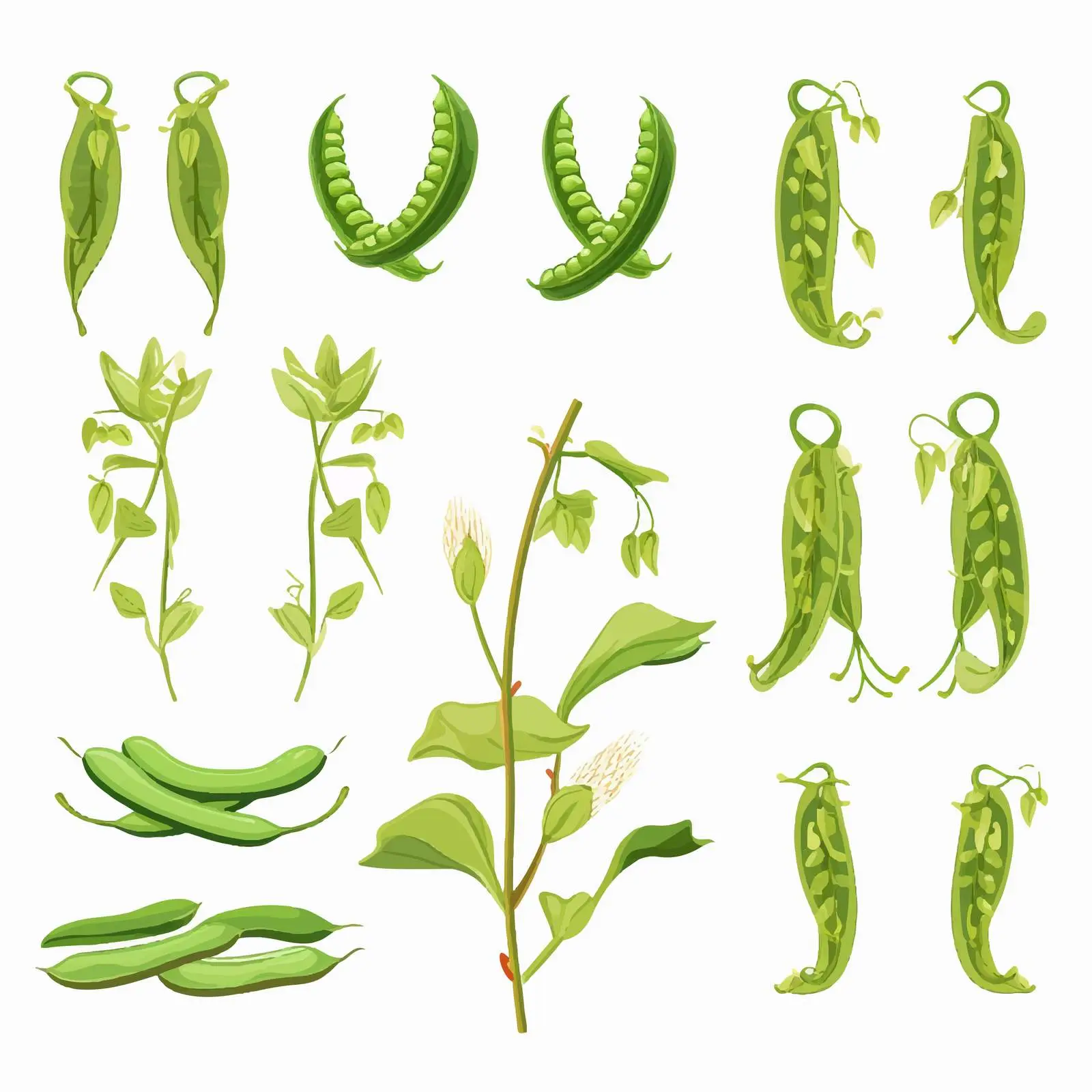 Green Bean Life Cycle Vector Illustration — free download from Dotvec