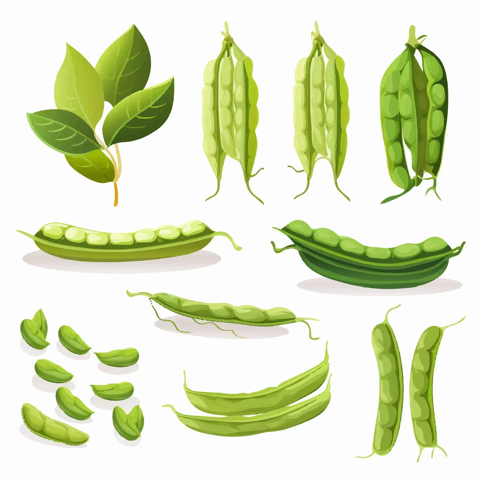 Green Bean Life Cycle Vector Illustration — free download from Dotvec