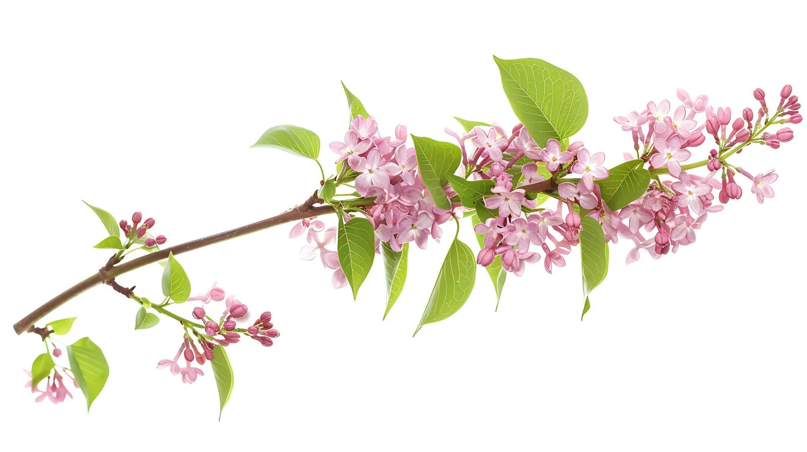 Ethereal Lilac Blooms in Early Spring — free download from Dotvec