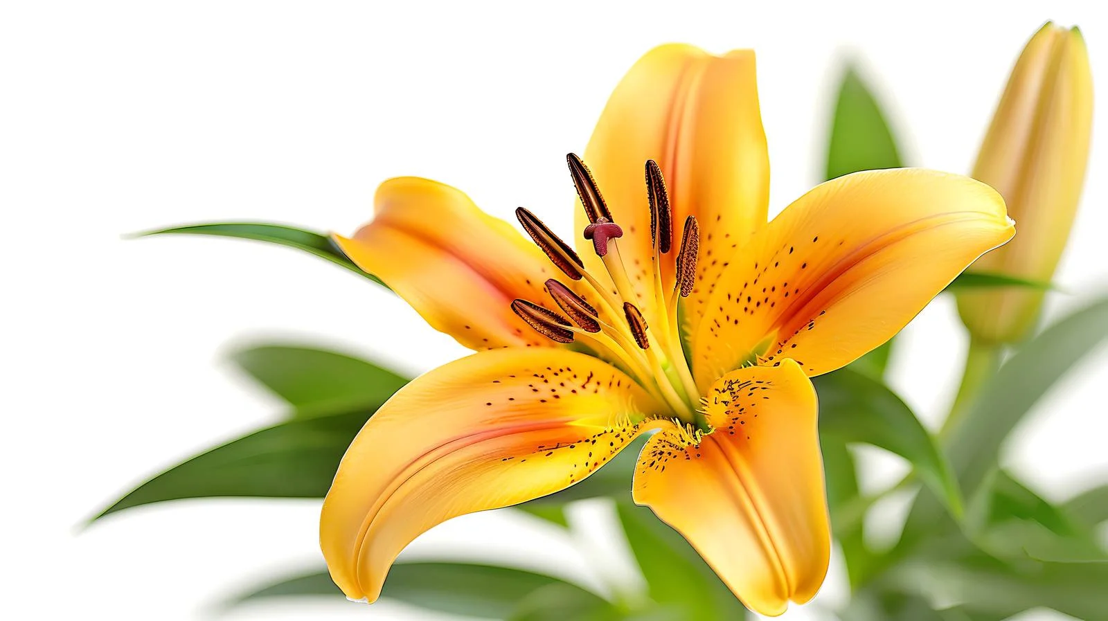 Vibrant Lily Blossom in Summer Garden — free download from Dotvec