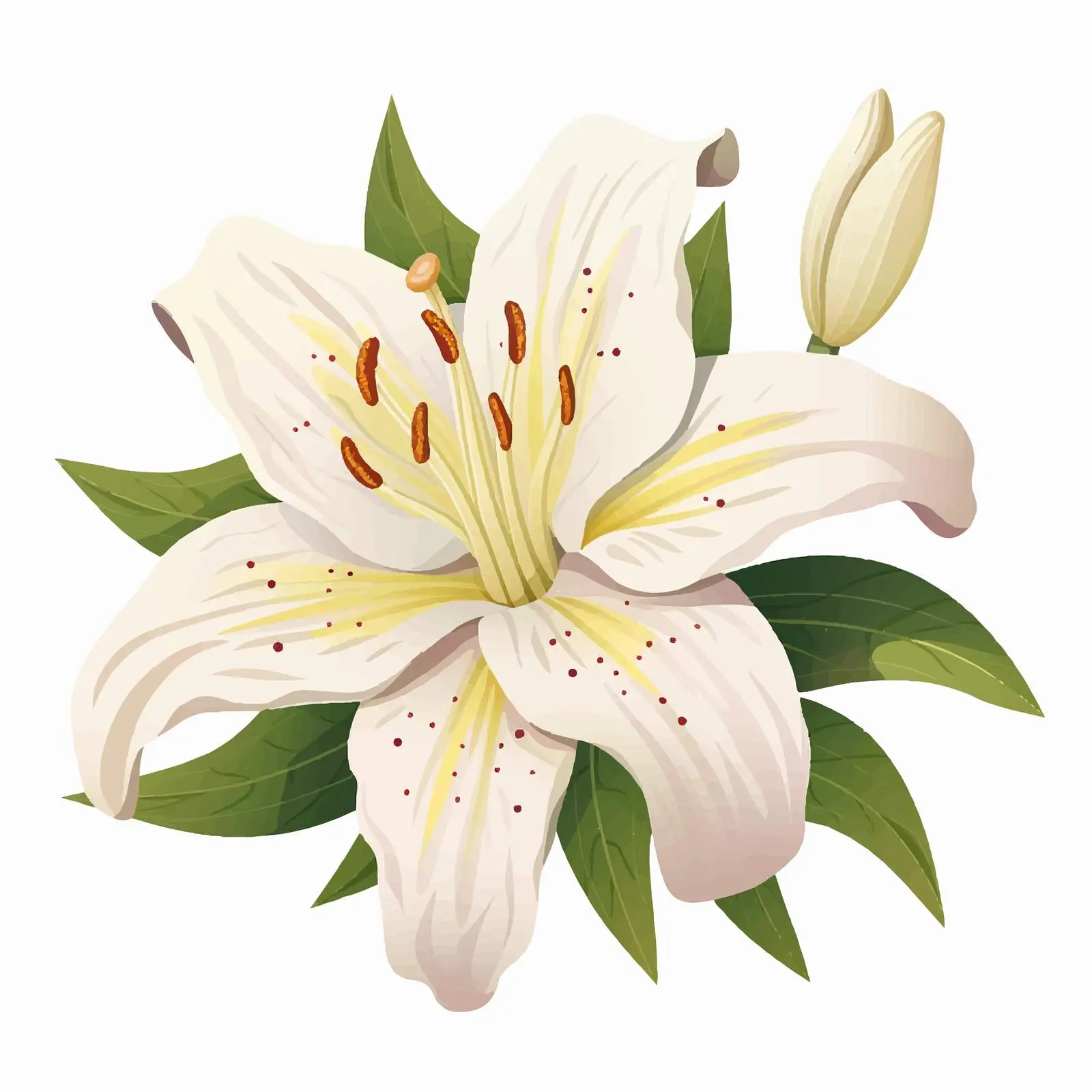 Lily Flower Vector Illustration on White Background — free download from Dotvec