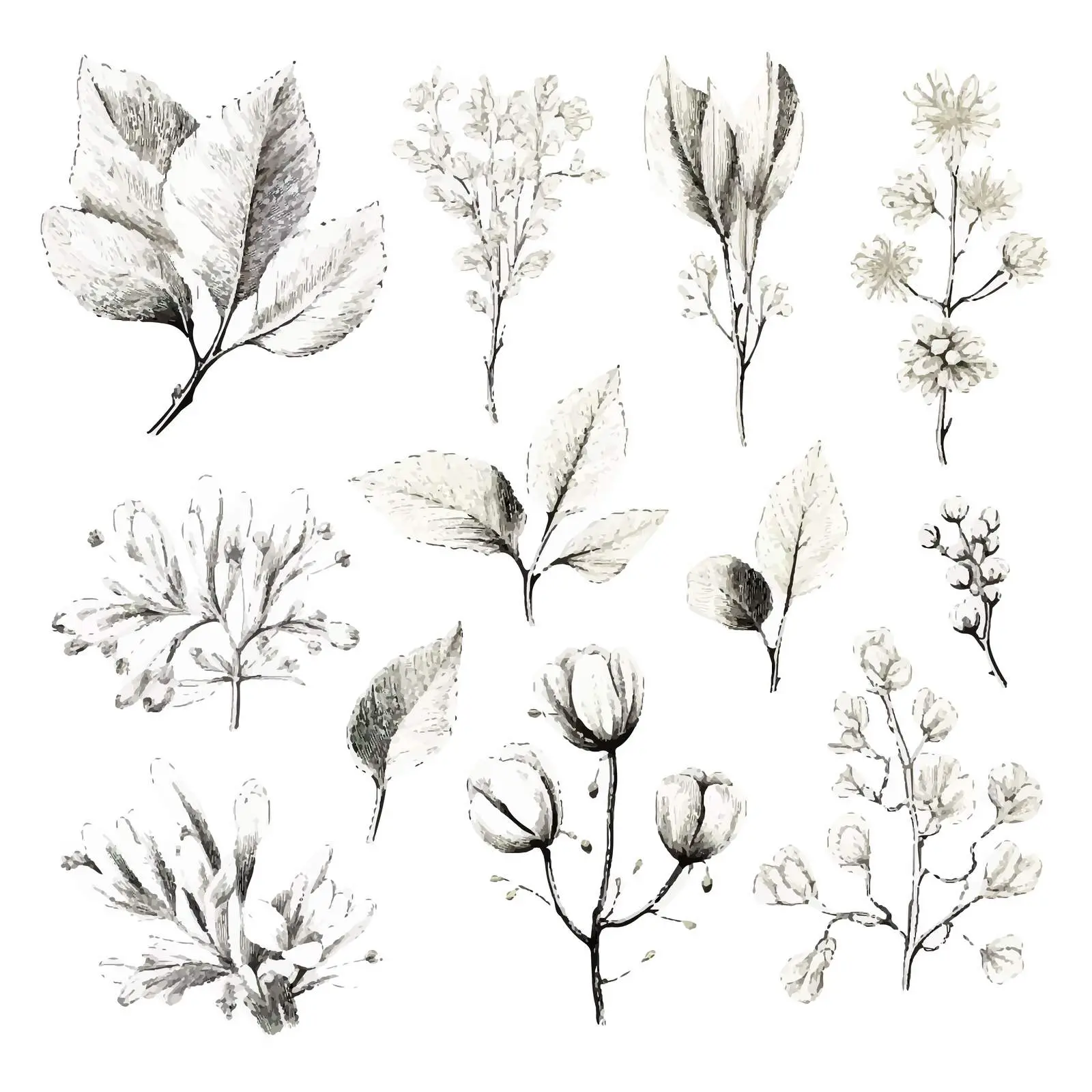 Linden Branches, Flowers, and Leaves Set — free download from Dotvec