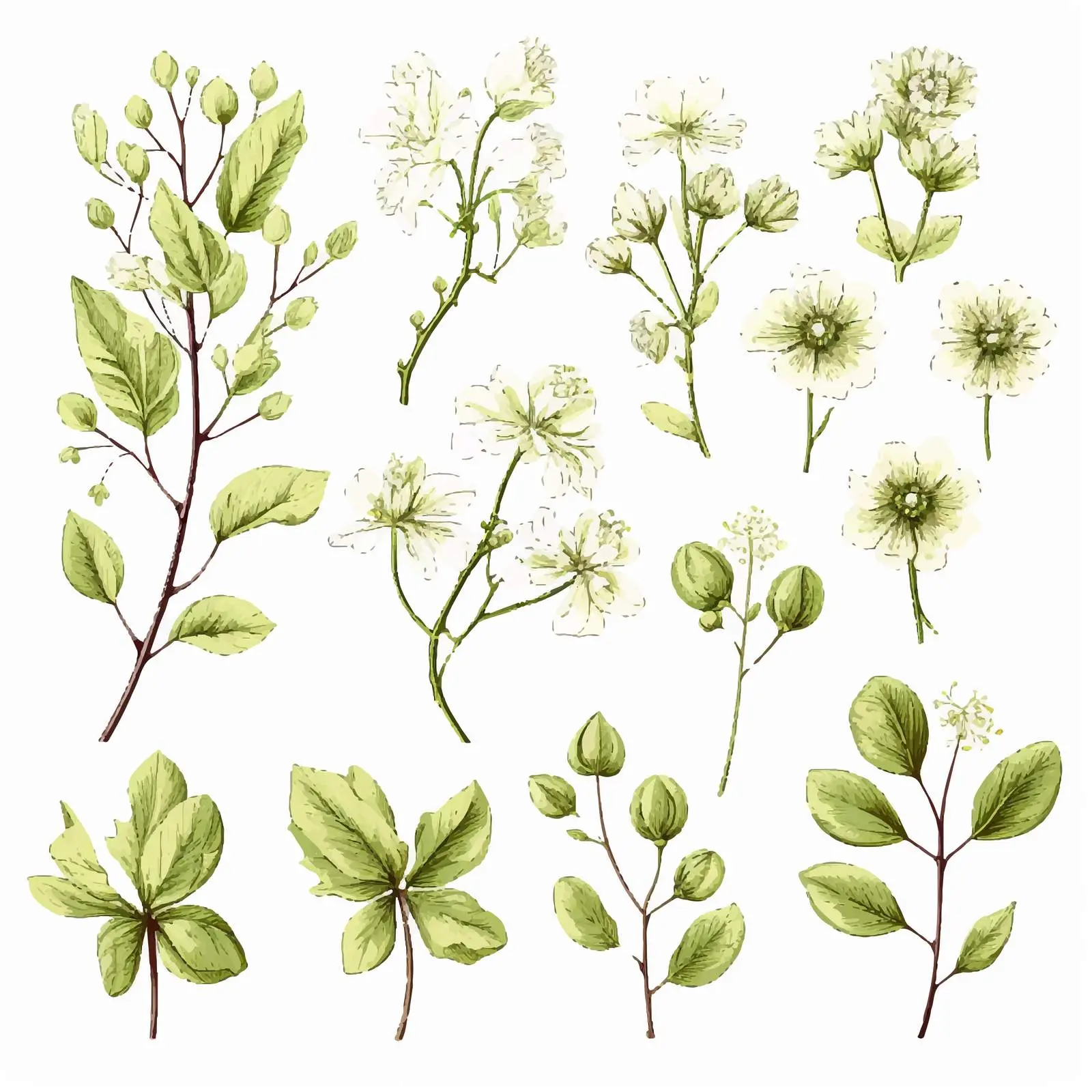 Linden Branches and Flowers Vector Set — free download from Dotvec
