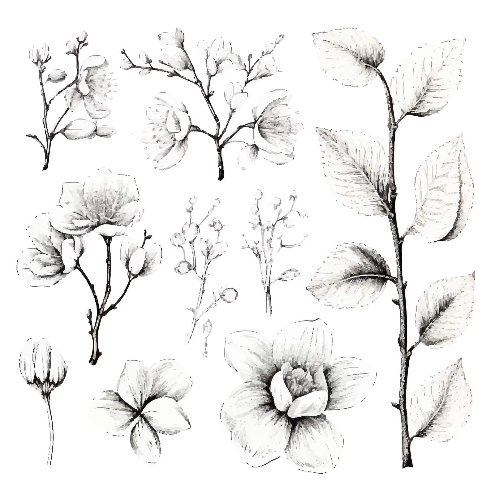 Linden Tree Branches and Flowers Vector Set — free download from Dotvec