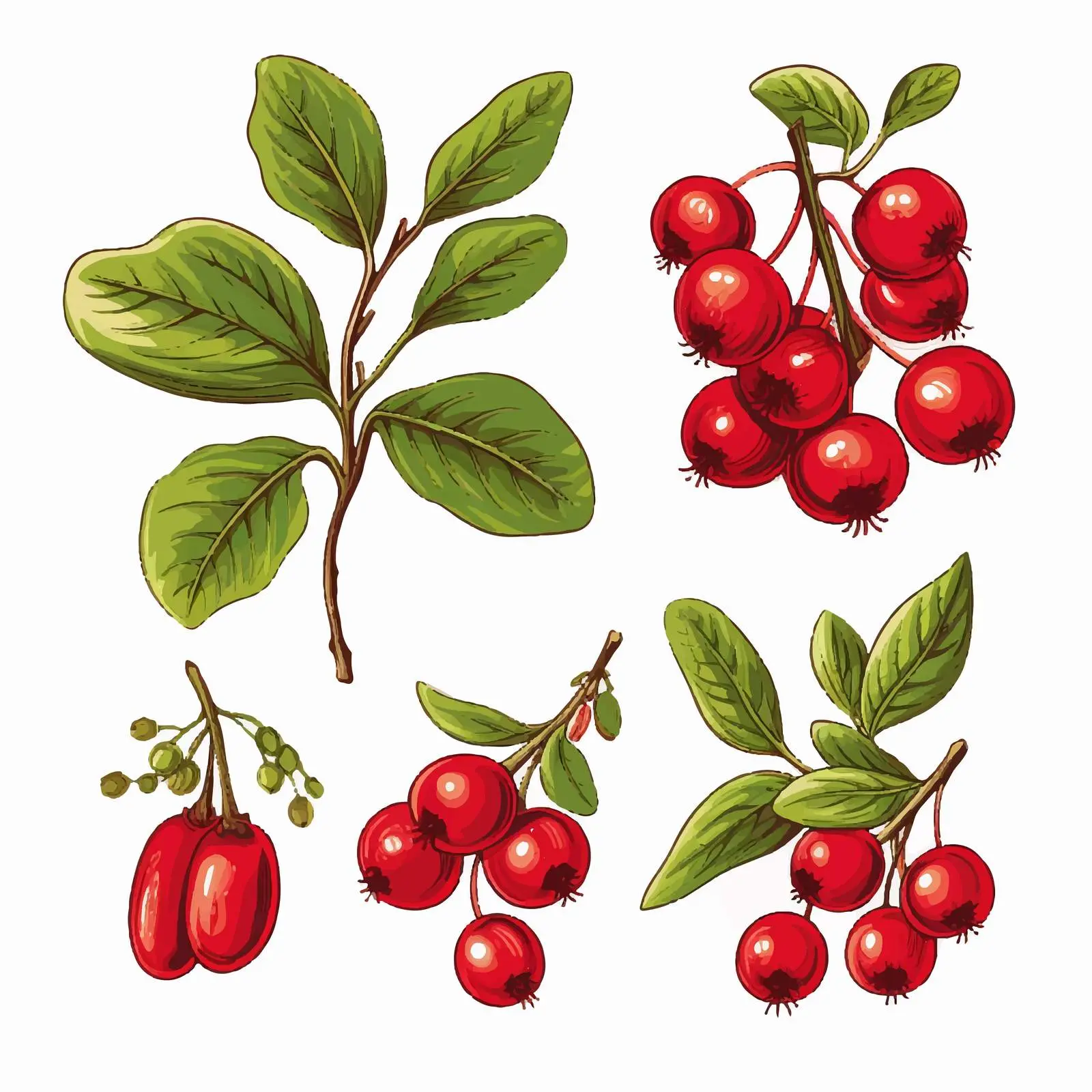Lingonberry and Cowberry Branch Vectors — free download from Dotvec