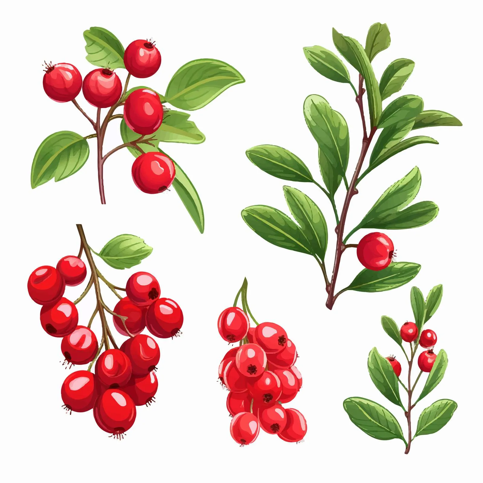 Detailed Hand-Drawn Lingonberry Branches and Berries — free download from Dotvec