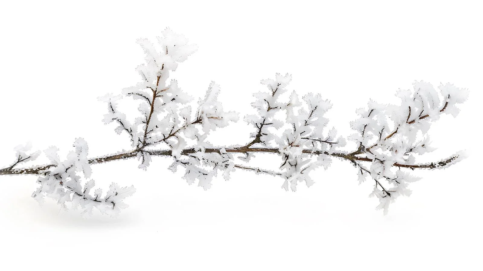 Isolated Rime White Background Image — free download from Dotvec