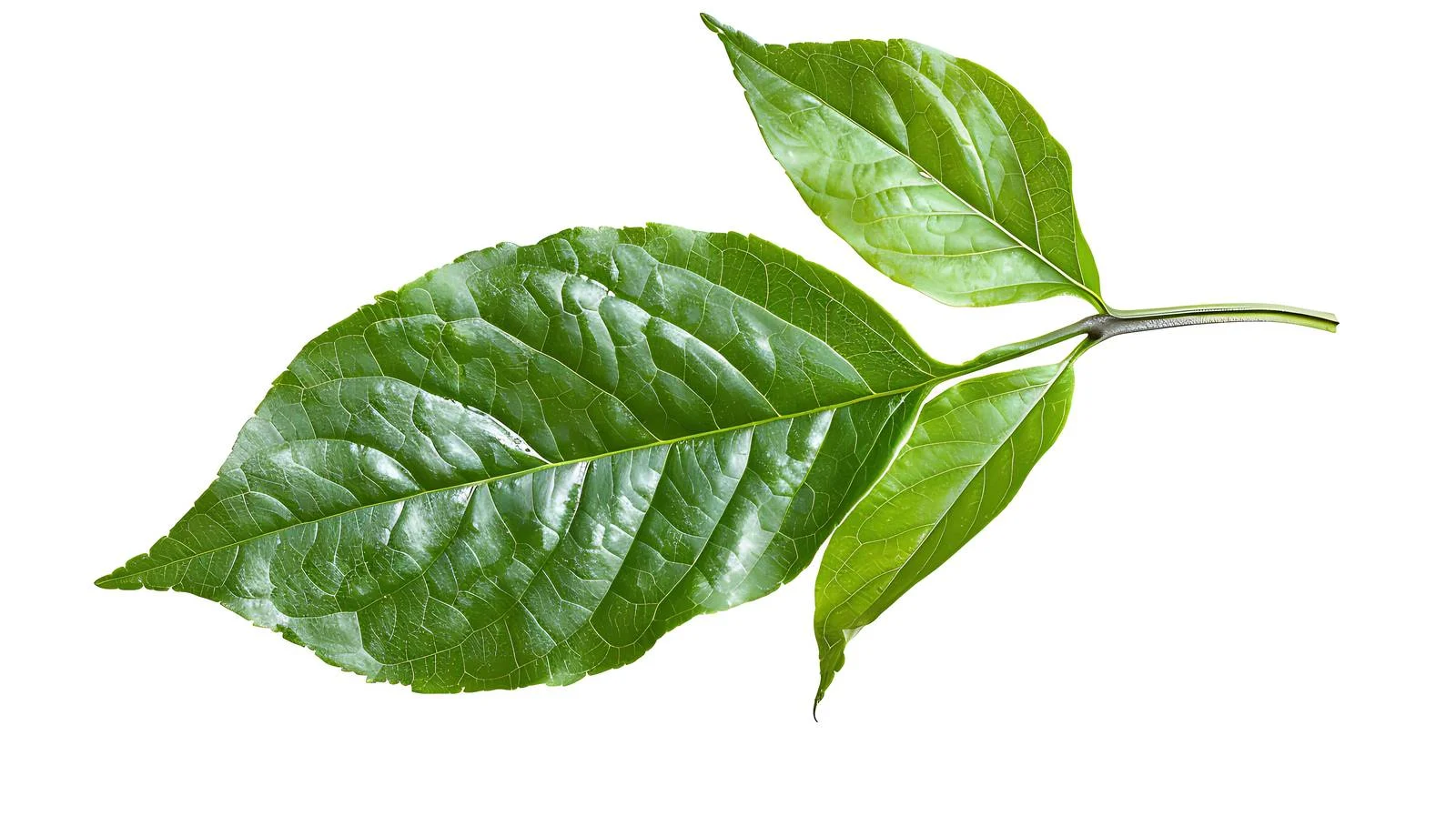 Modern laptop on white background display — free download from Dotvec