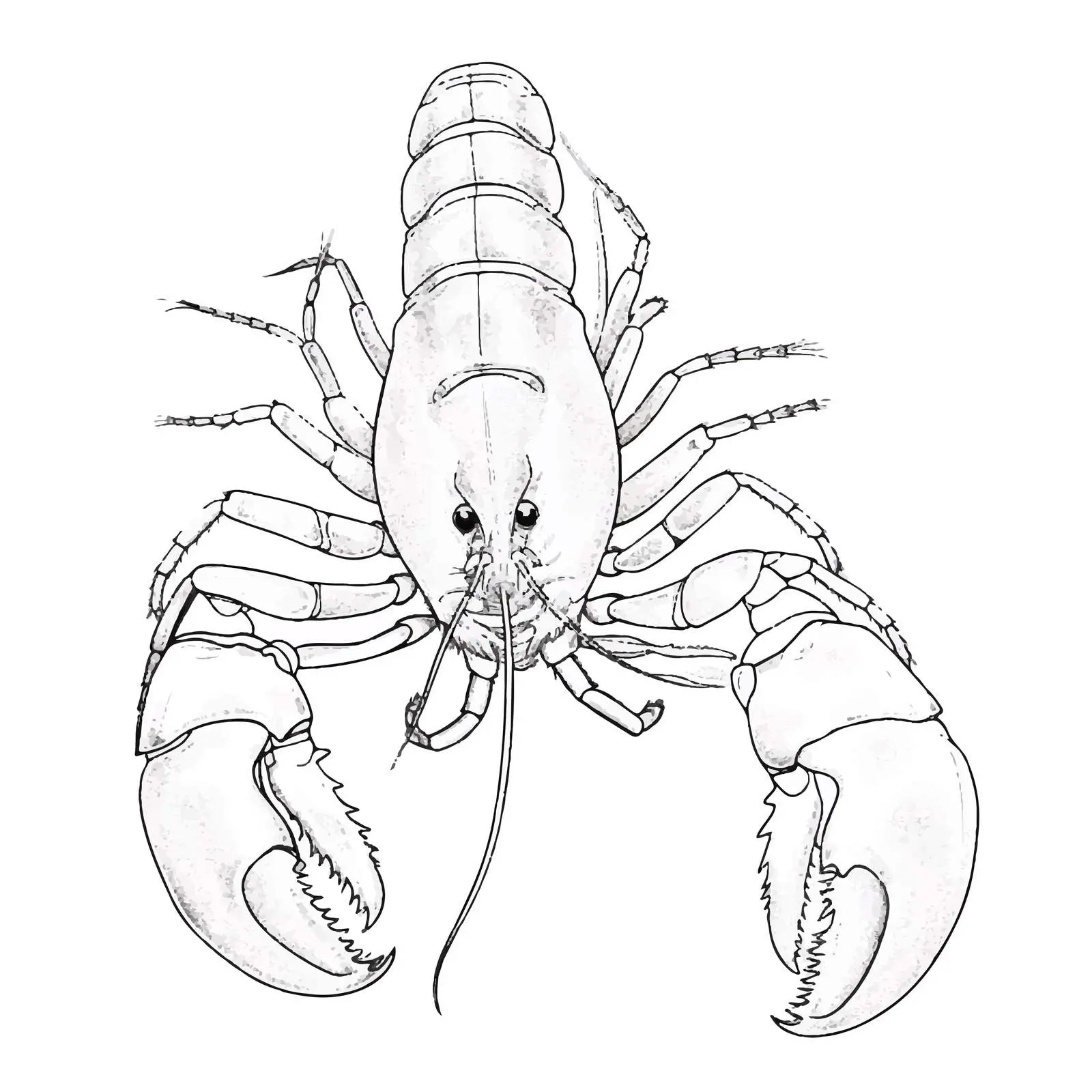 Lobster Outline Vector Illustration on White Background — free download from Dotvec