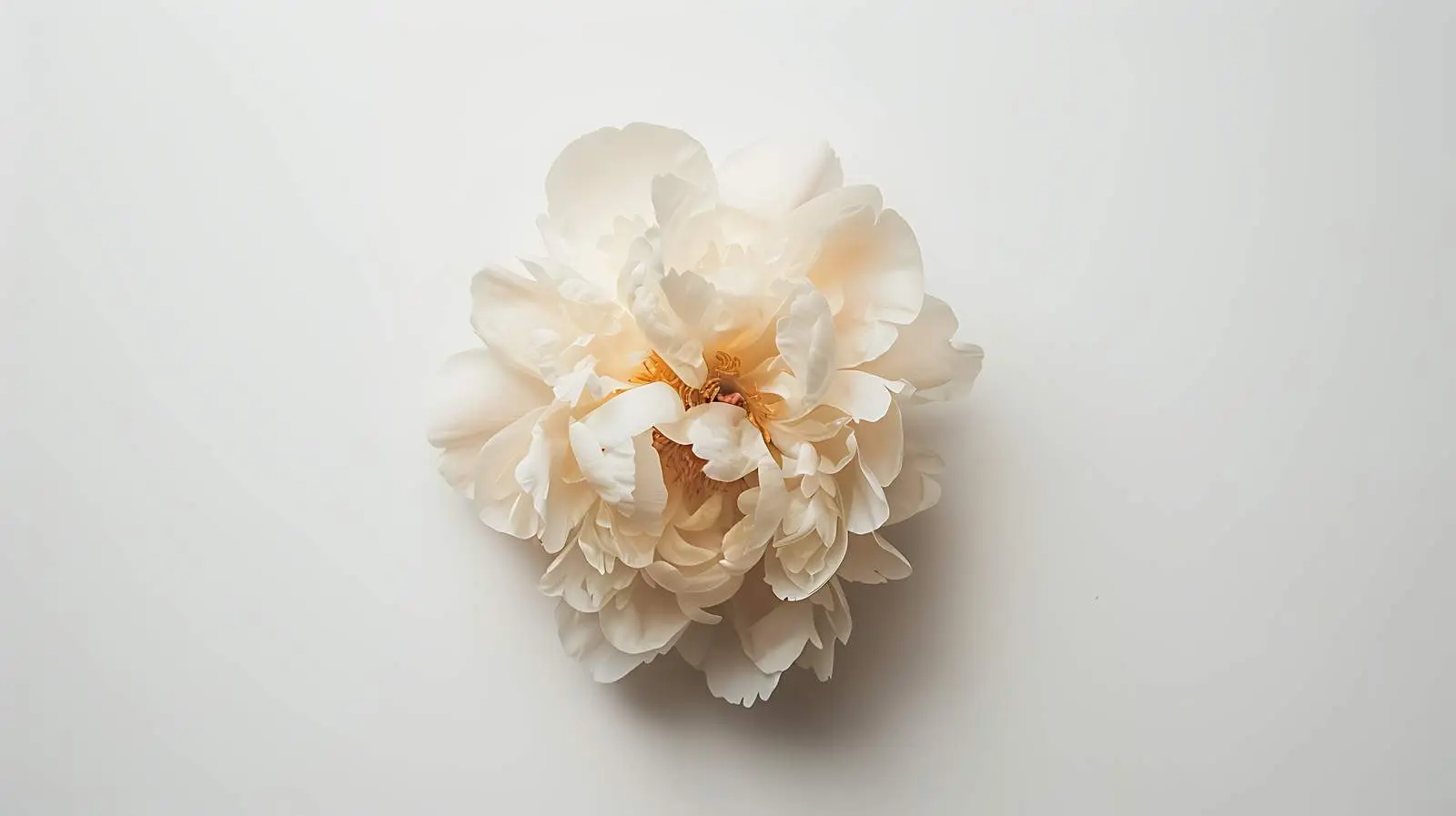 Elegant Beige Peony Flower on White Background — free download from Dotvec