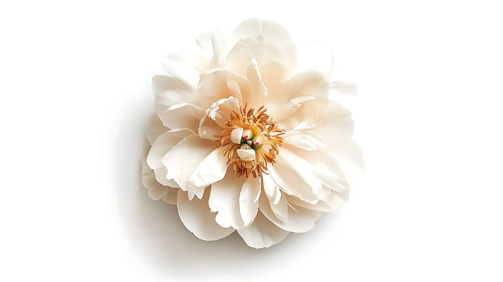 Beige Peony Flower on White Background — free download from Dotvec