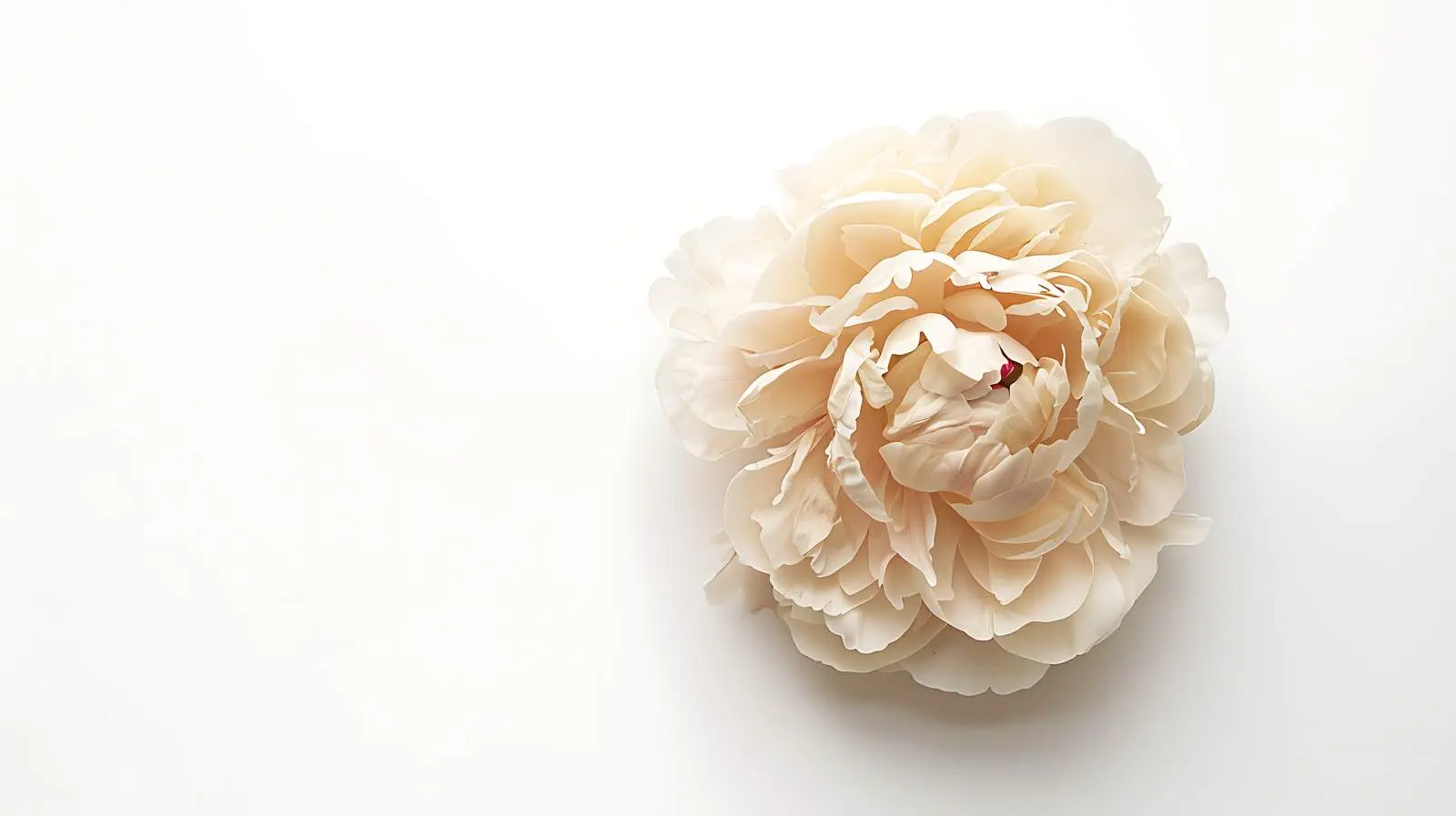 Beige Peony Flower on White Background — free download from Dotvec