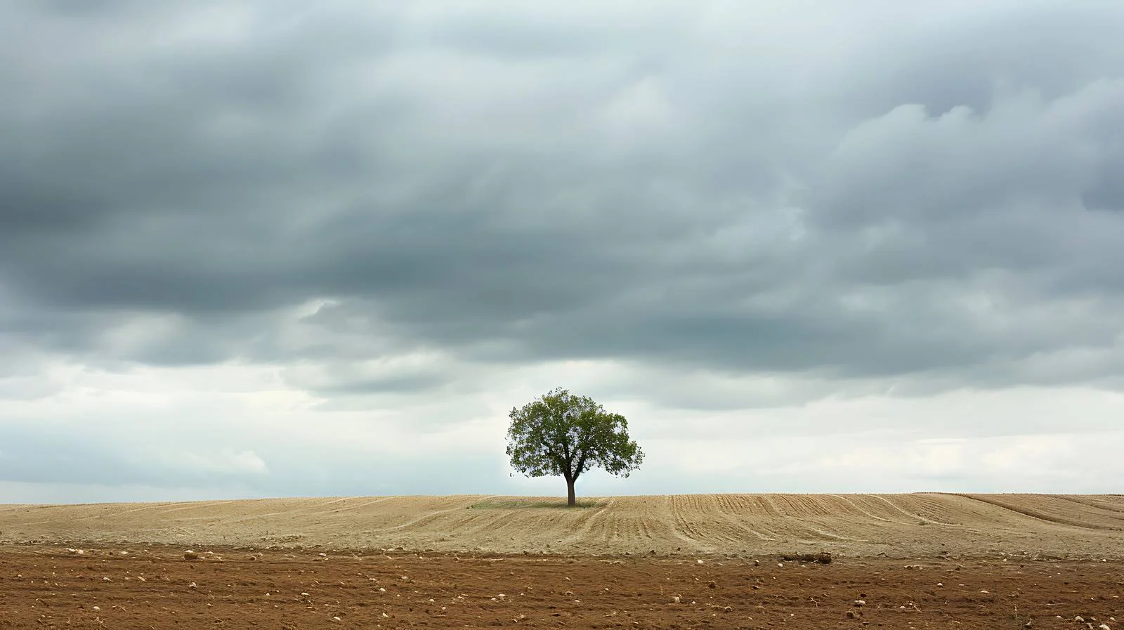 Solitary Tree in Tilled Field Under Stormy Sky — free download from Dotvec