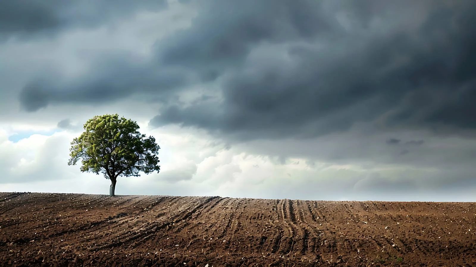 Solitary tree in cultivated rural landscape under stormy skies — free download from Dotvec