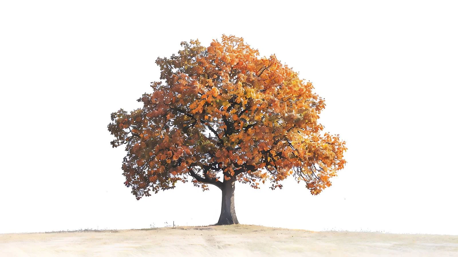 Solitary autumn oak tree near riverbank — free download from Dotvec
