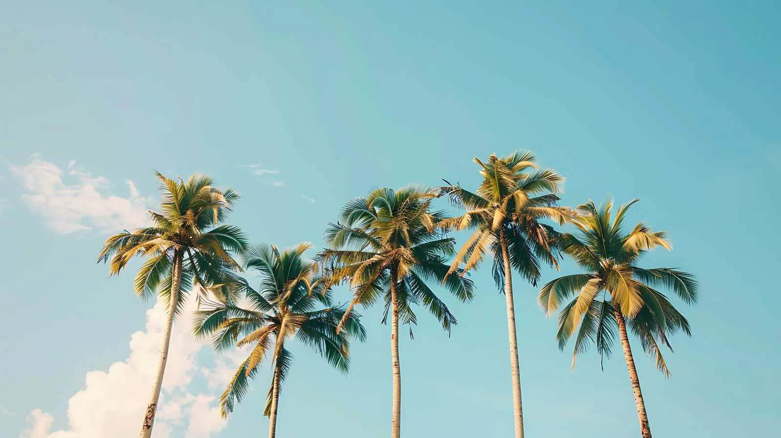 Exotic Coconut Palm Trees Against Clear Blue Sky – free viewpoint image from Dotvec