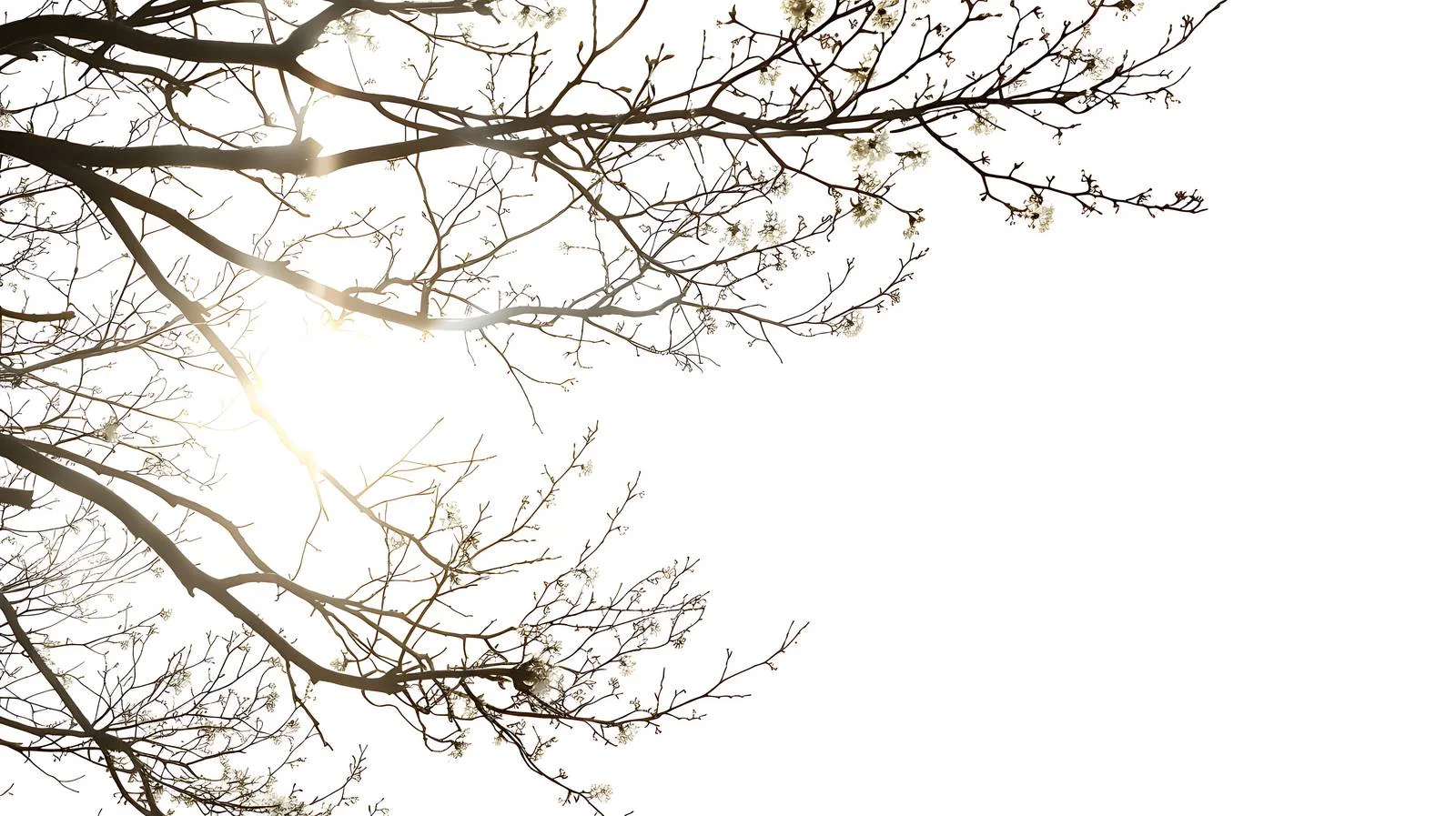 Sunlit tree branches from low perspective — free download from Dotvec