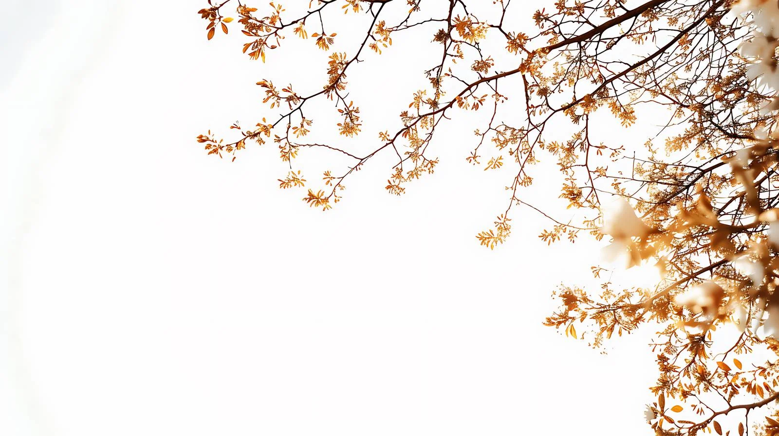 Sunlit branches under low-angle view — free download from Dotvec