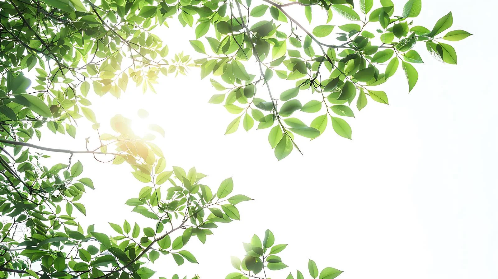 Sunlit branches from low angle perspective — free download from Dotvec