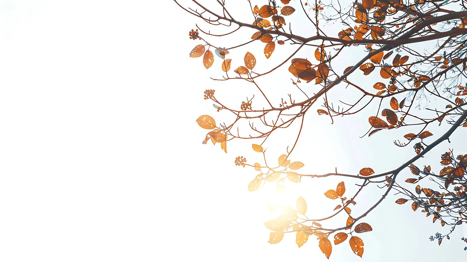 Sunlight filtering through tree branches on sunny day — free download from Dotvec
